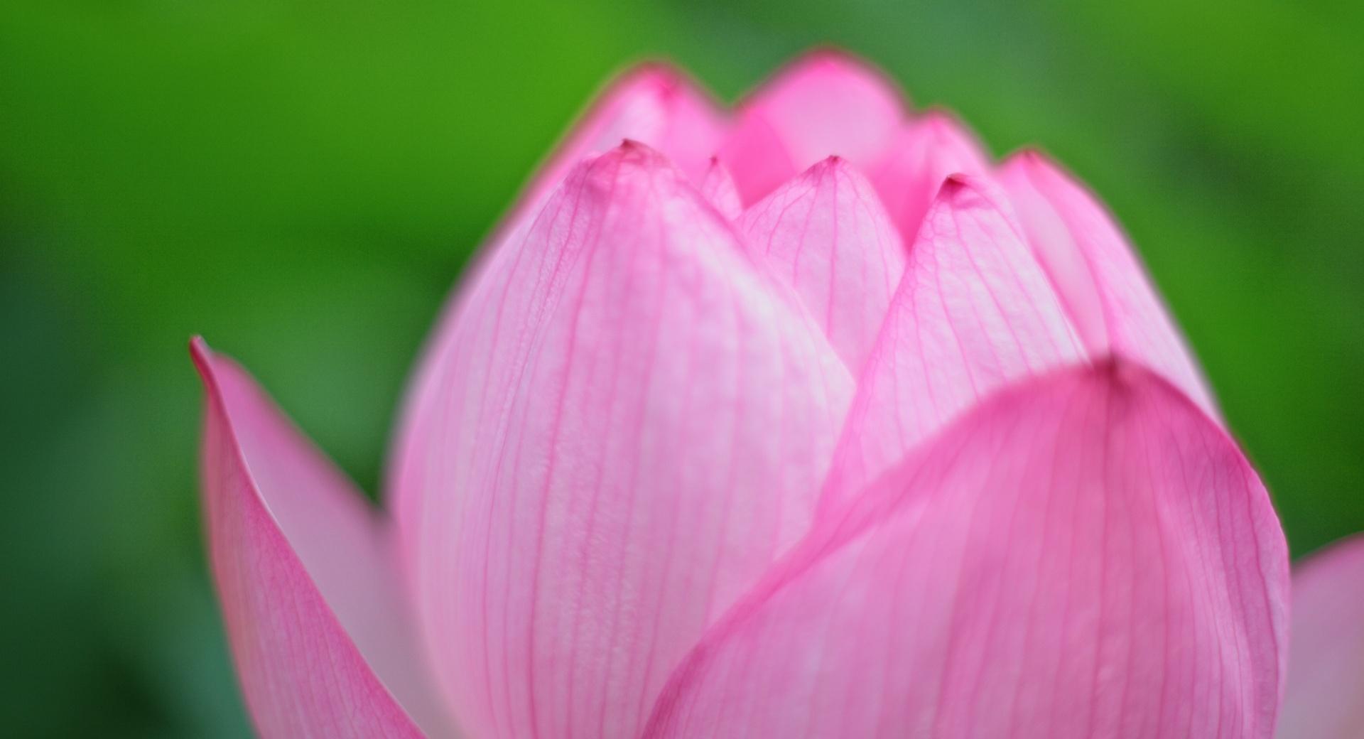 Pink Lotus Bud at 1024 x 1024 iPad size wallpapers HD quality