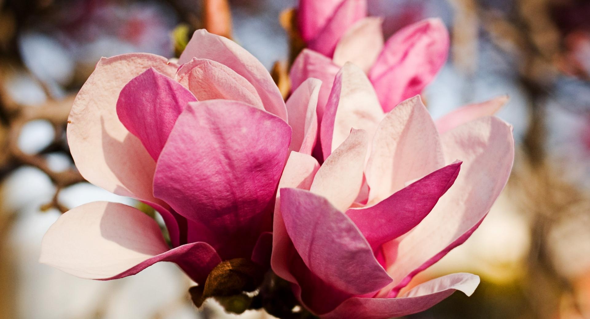 Pink Magnolia Flower wallpapers HD quality