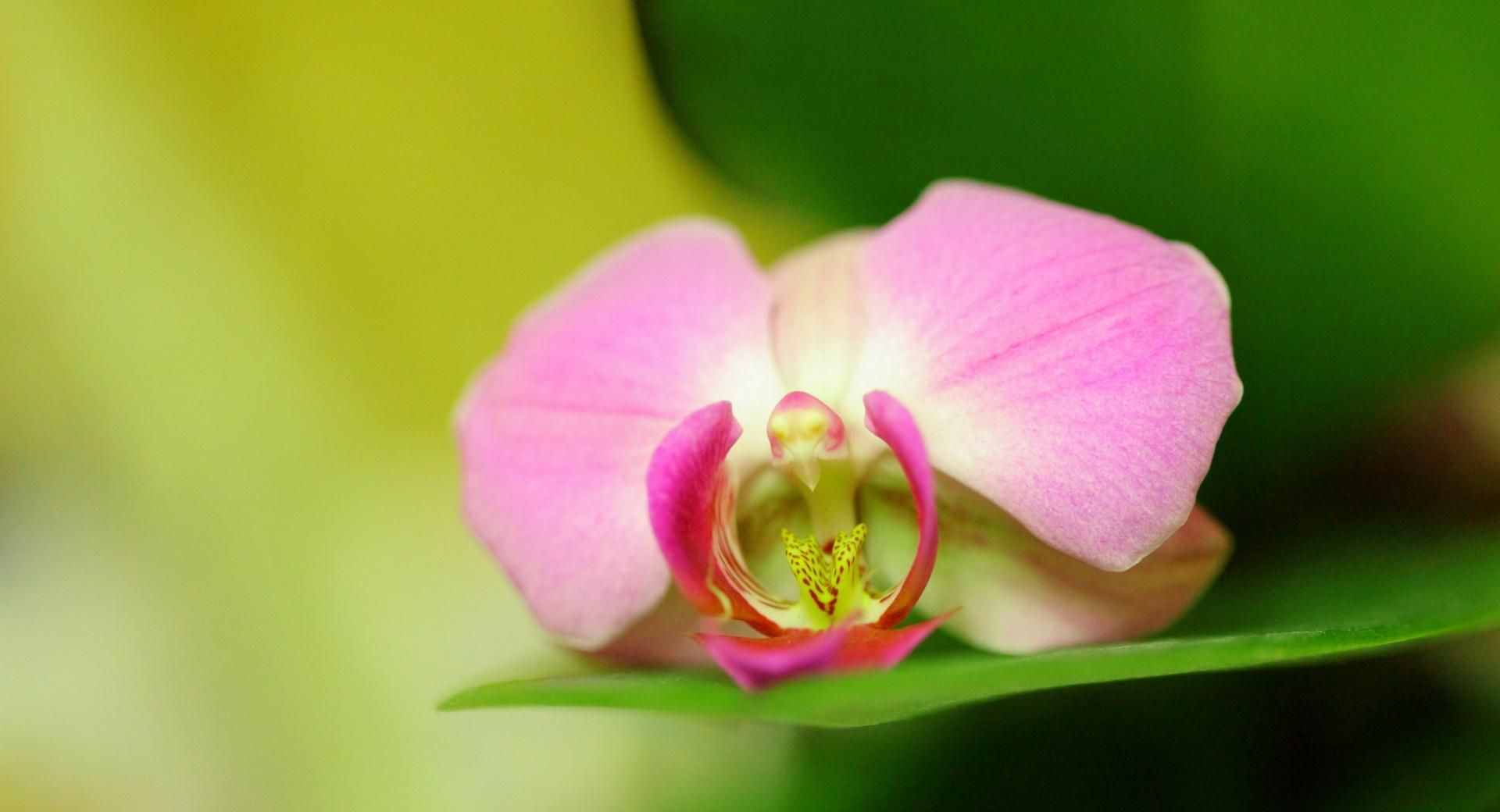 Pink Orchid Flower at 1280 x 960 size wallpapers HD quality