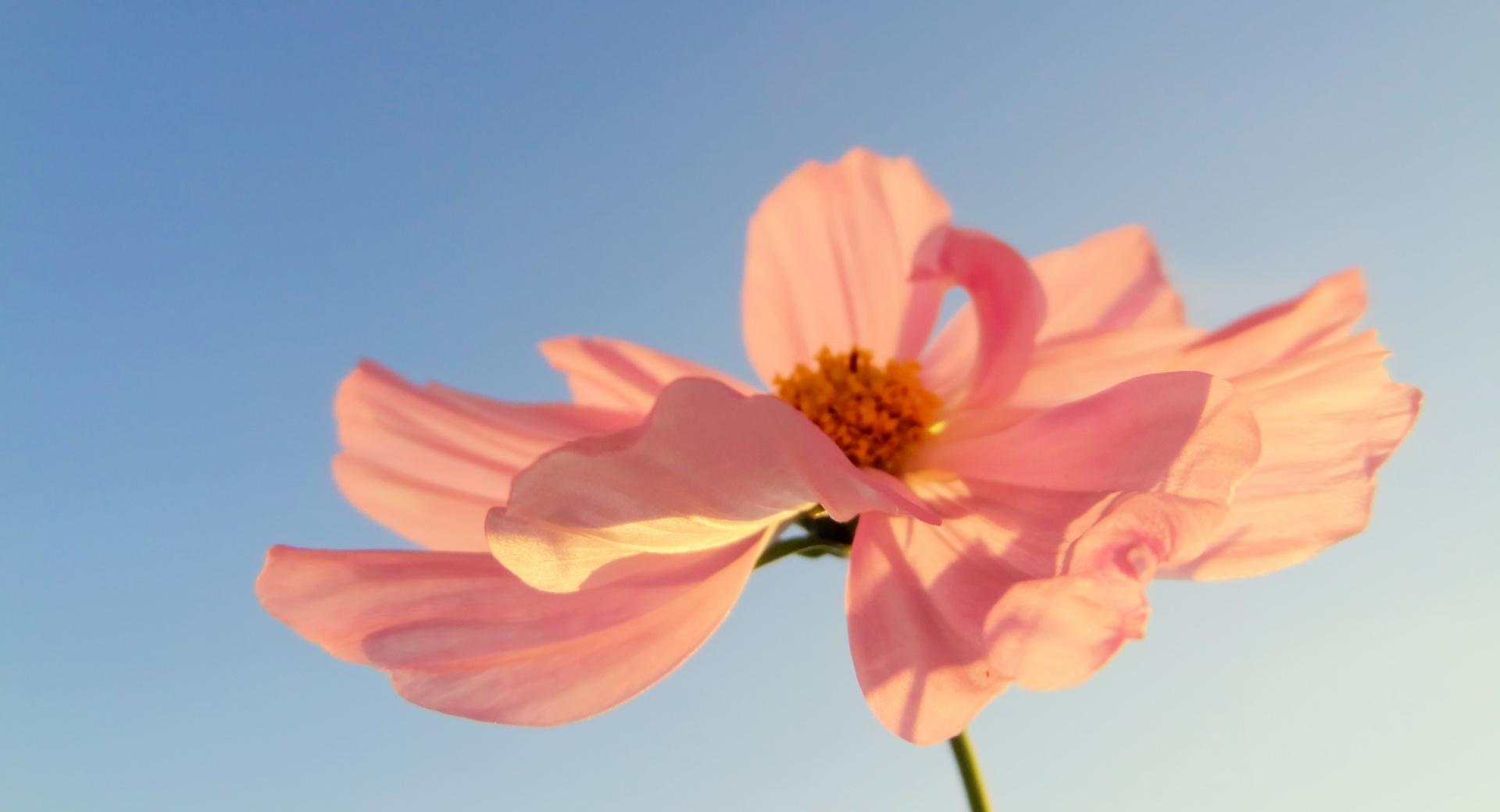 Pink Petals In Sunlight at 640 x 1136 iPhone 5 size wallpapers HD quality