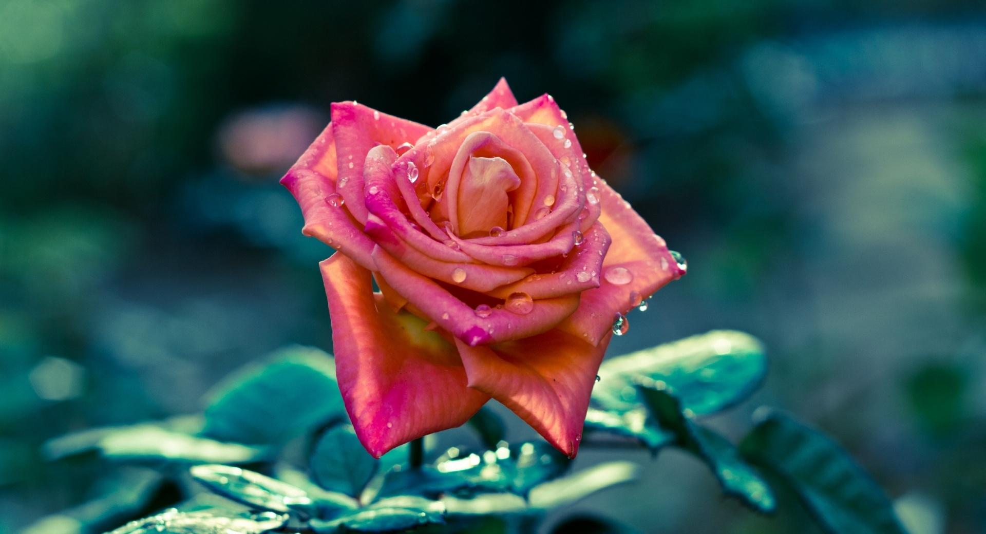 Pink Rose After Rain at 1600 x 1200 size wallpapers HD quality