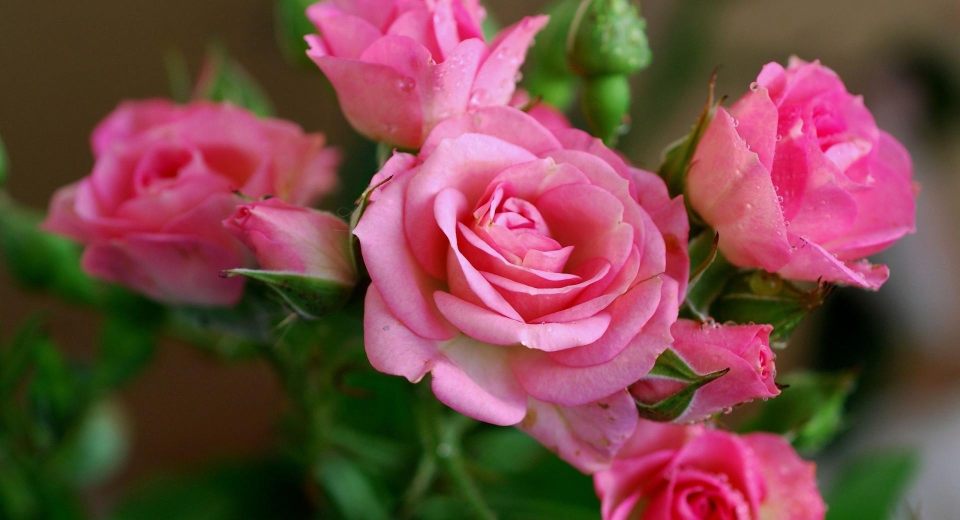 Pink Roses Branch at 320 x 480 iPhone size wallpapers HD quality