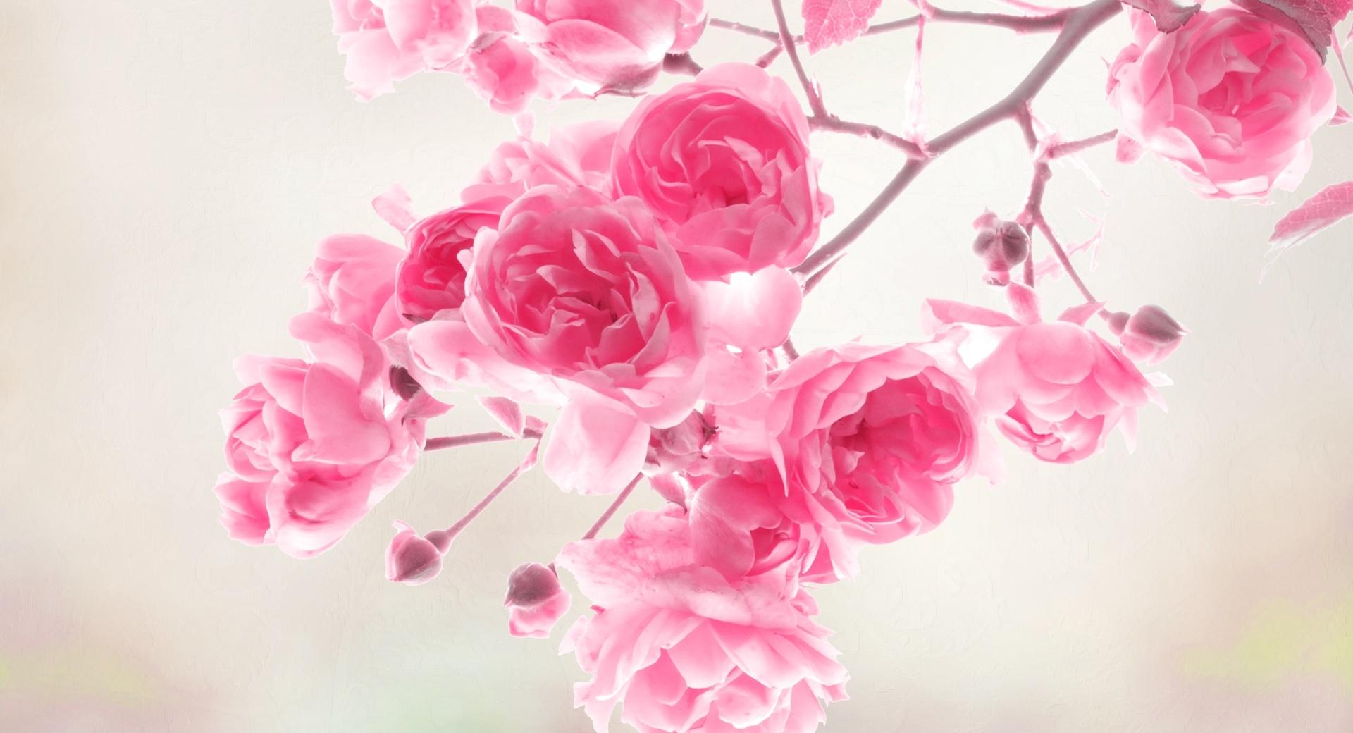 Pink Roses Flowers wallpapers HD quality