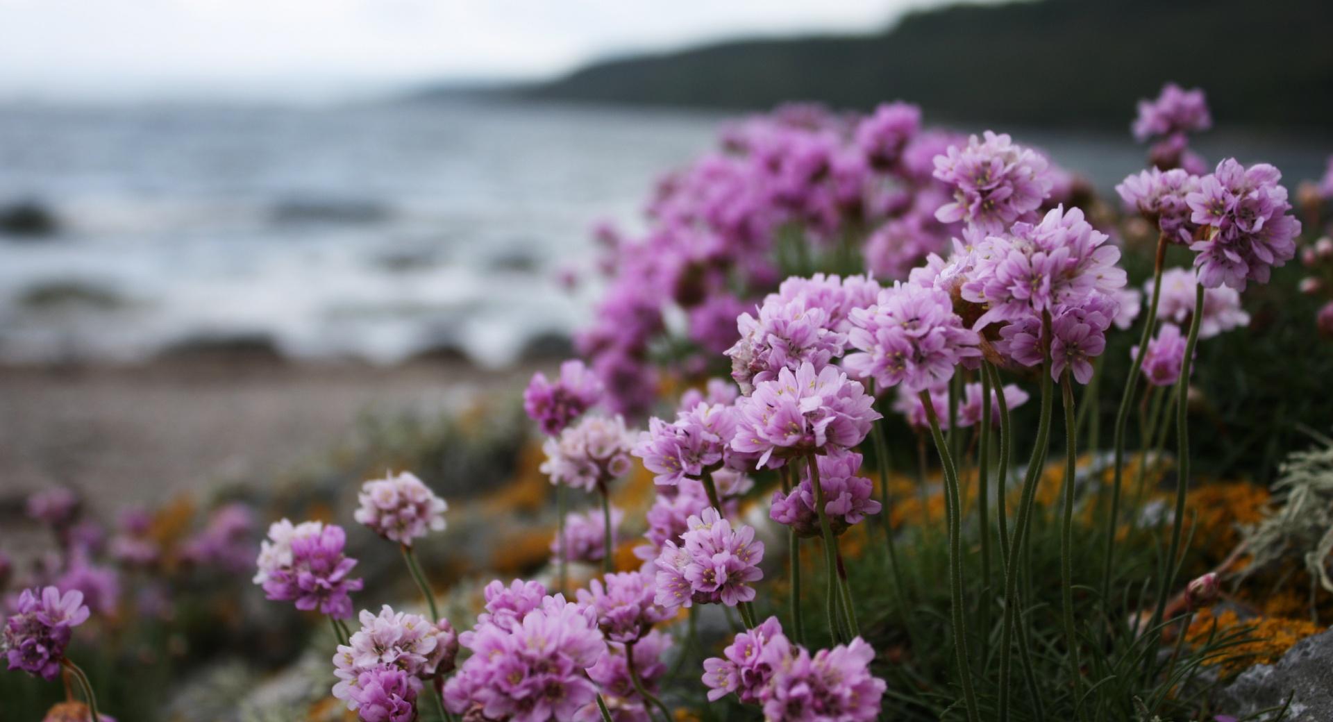 Pink Small Flowers On The Beach wallpapers HD quality