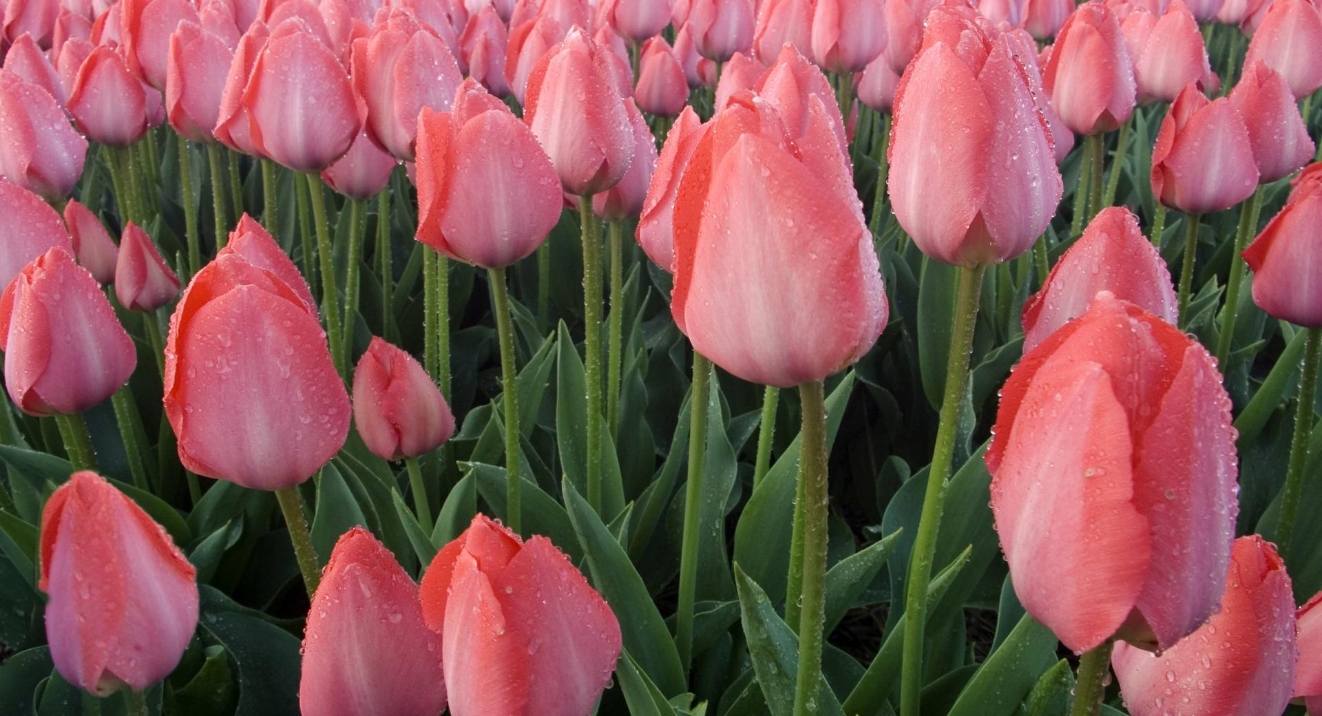 Pink Tulips Cultivation at 750 x 1334 iPhone 6 size wallpapers HD quality