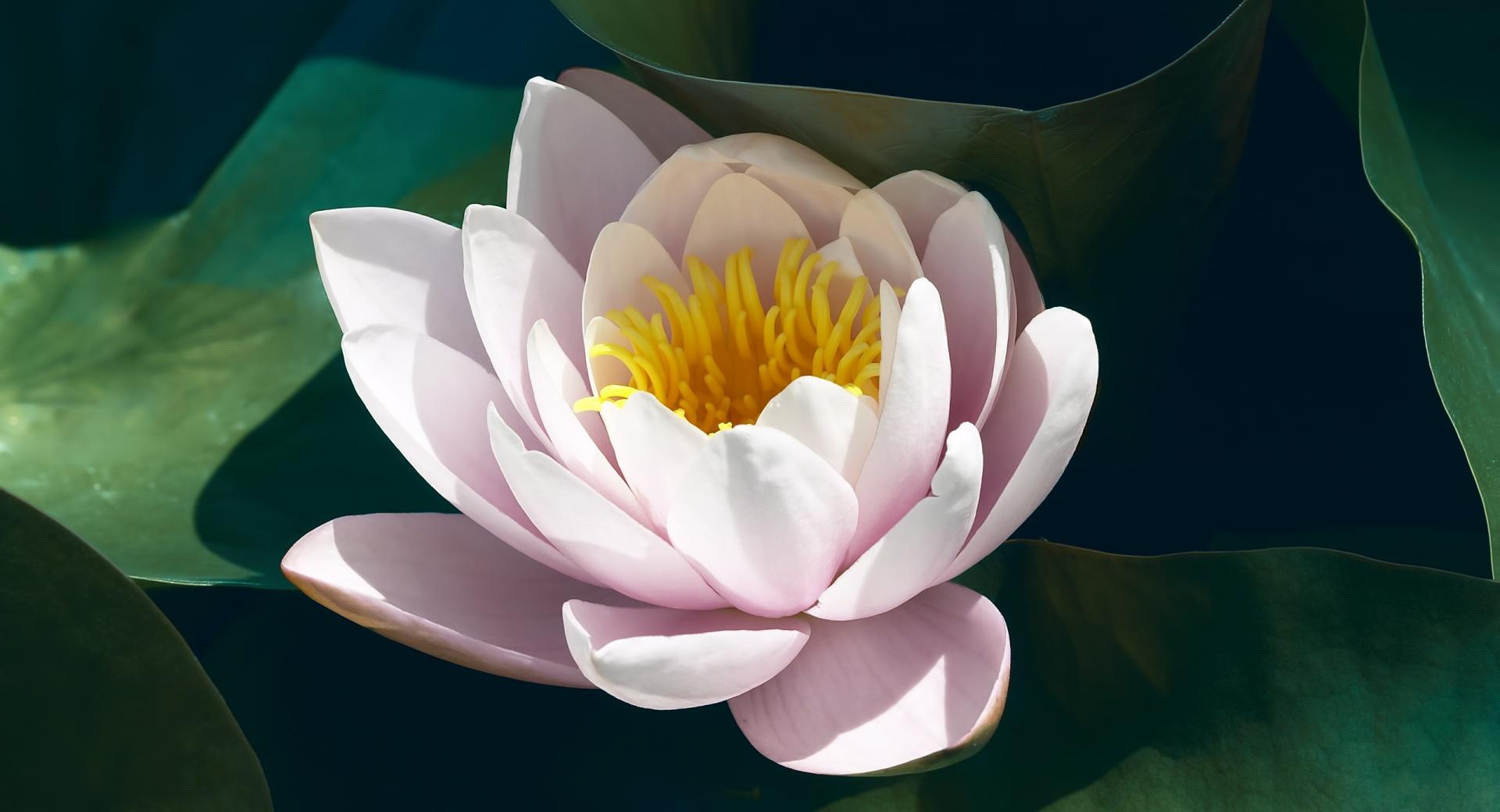 Pink Water Lily wallpapers HD quality