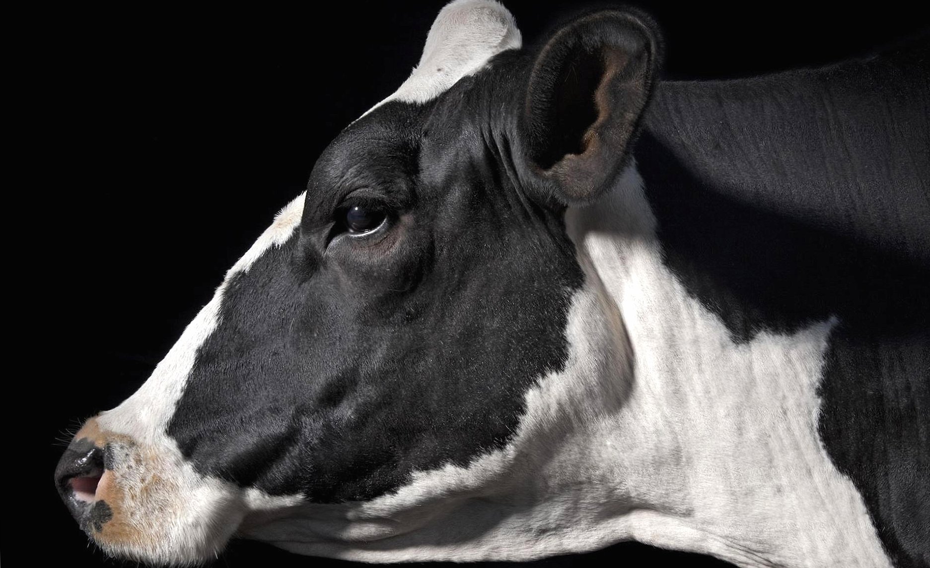 Profile cow black white at 1024 x 768 size wallpapers HD quality
