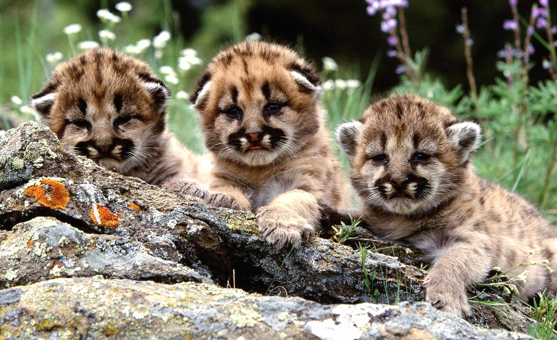 Puppies of tiger at 1024 x 1024 iPad size wallpapers HD quality