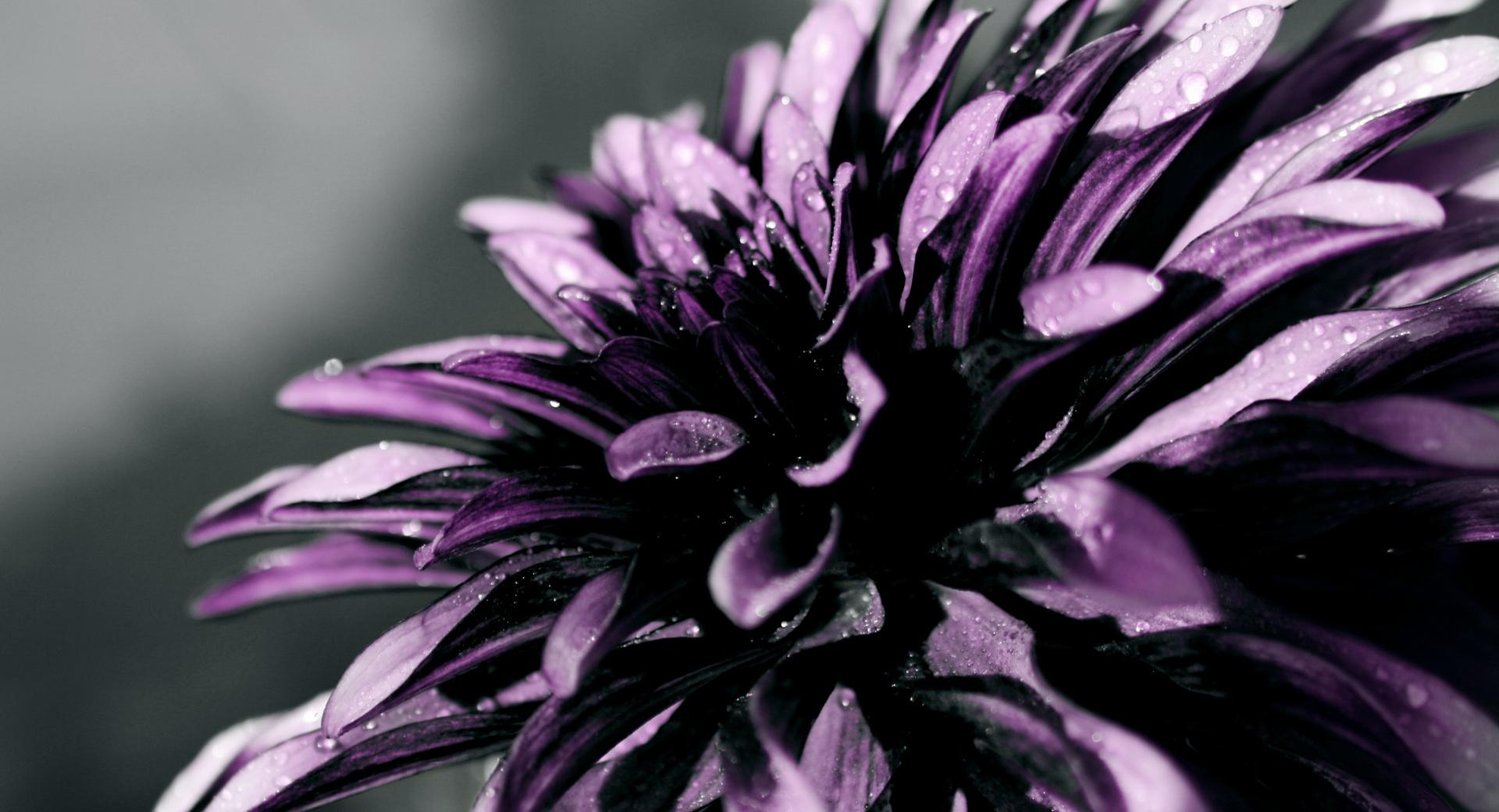 Purple Chrysanthemum Macro at 640 x 1136 iPhone 5 size wallpapers HD quality