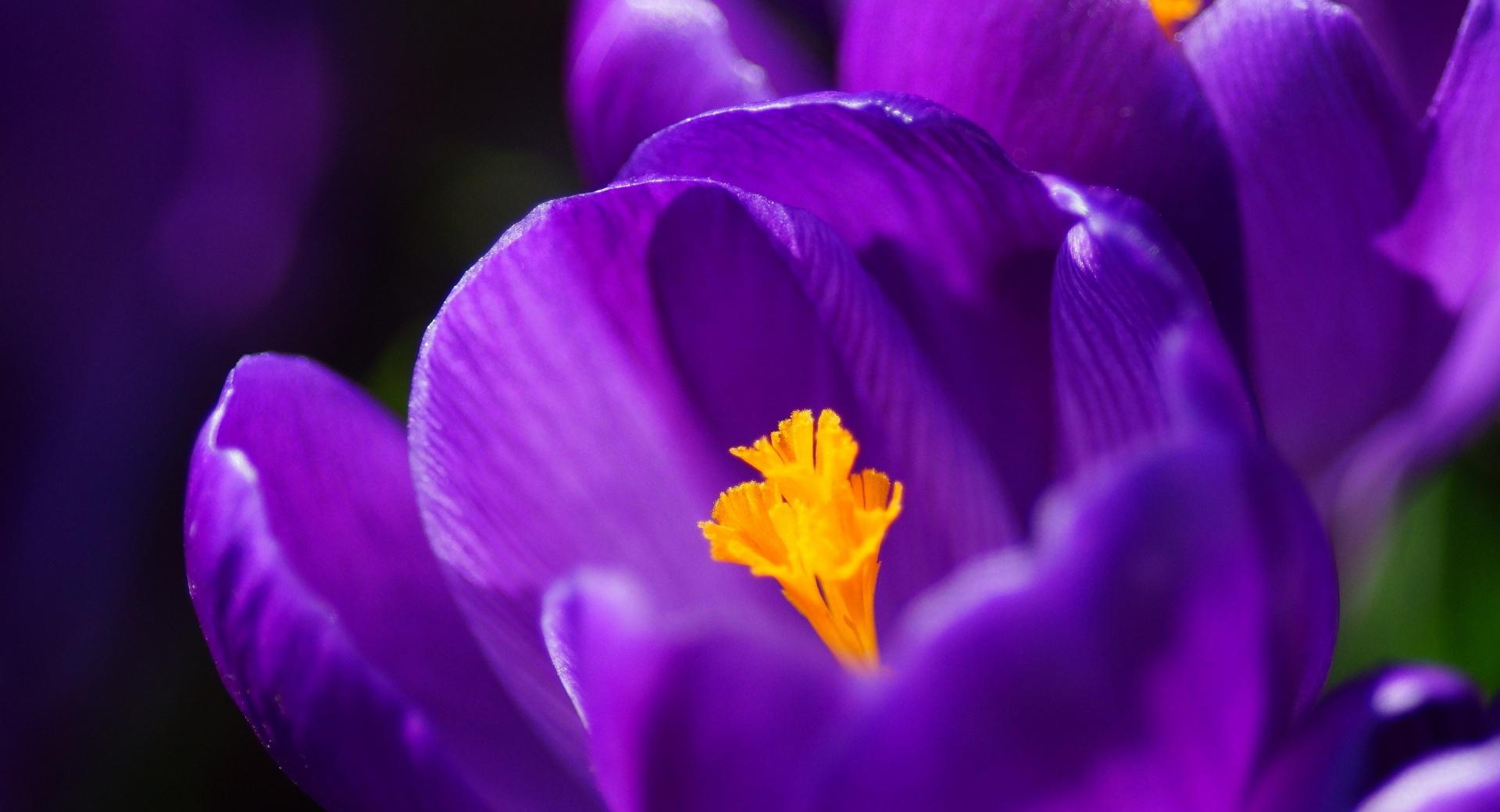 Purple Crocus at 750 x 1334 iPhone 6 size wallpapers HD quality