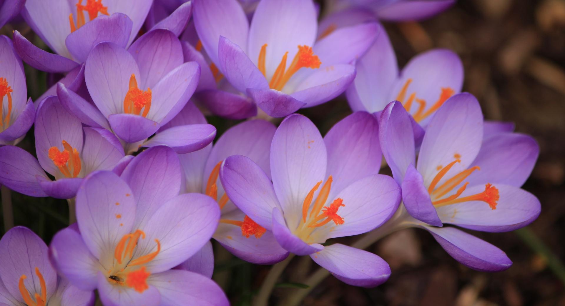 Purple Crocuses Macro at 1280 x 960 size wallpapers HD quality