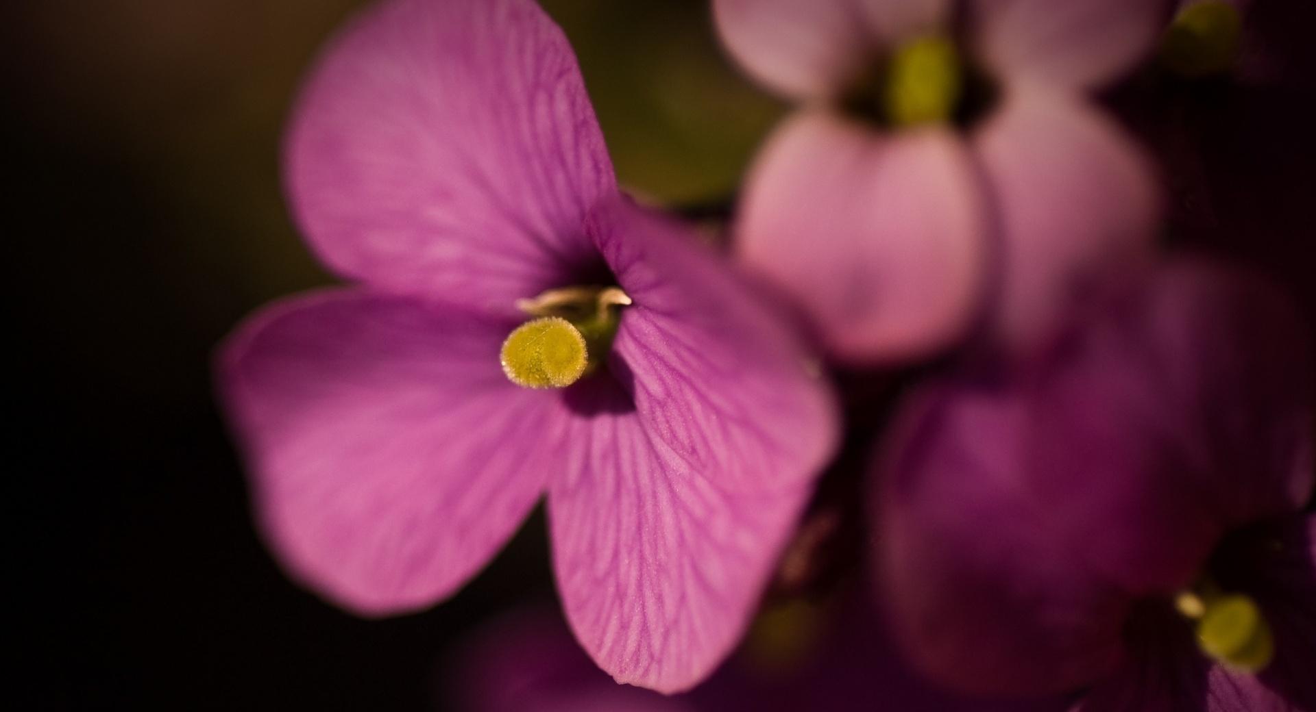 Purple Flowers Macro at 1152 x 864 size wallpapers HD quality