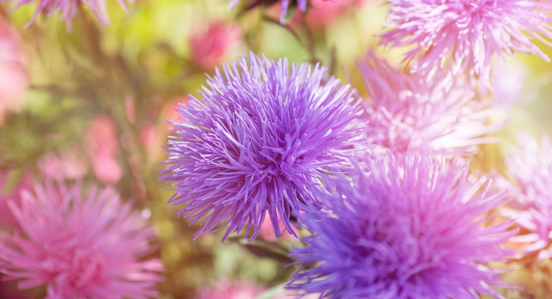 Purple Fluffy Flowers at 640 x 1136 iPhone 5 size wallpapers HD quality