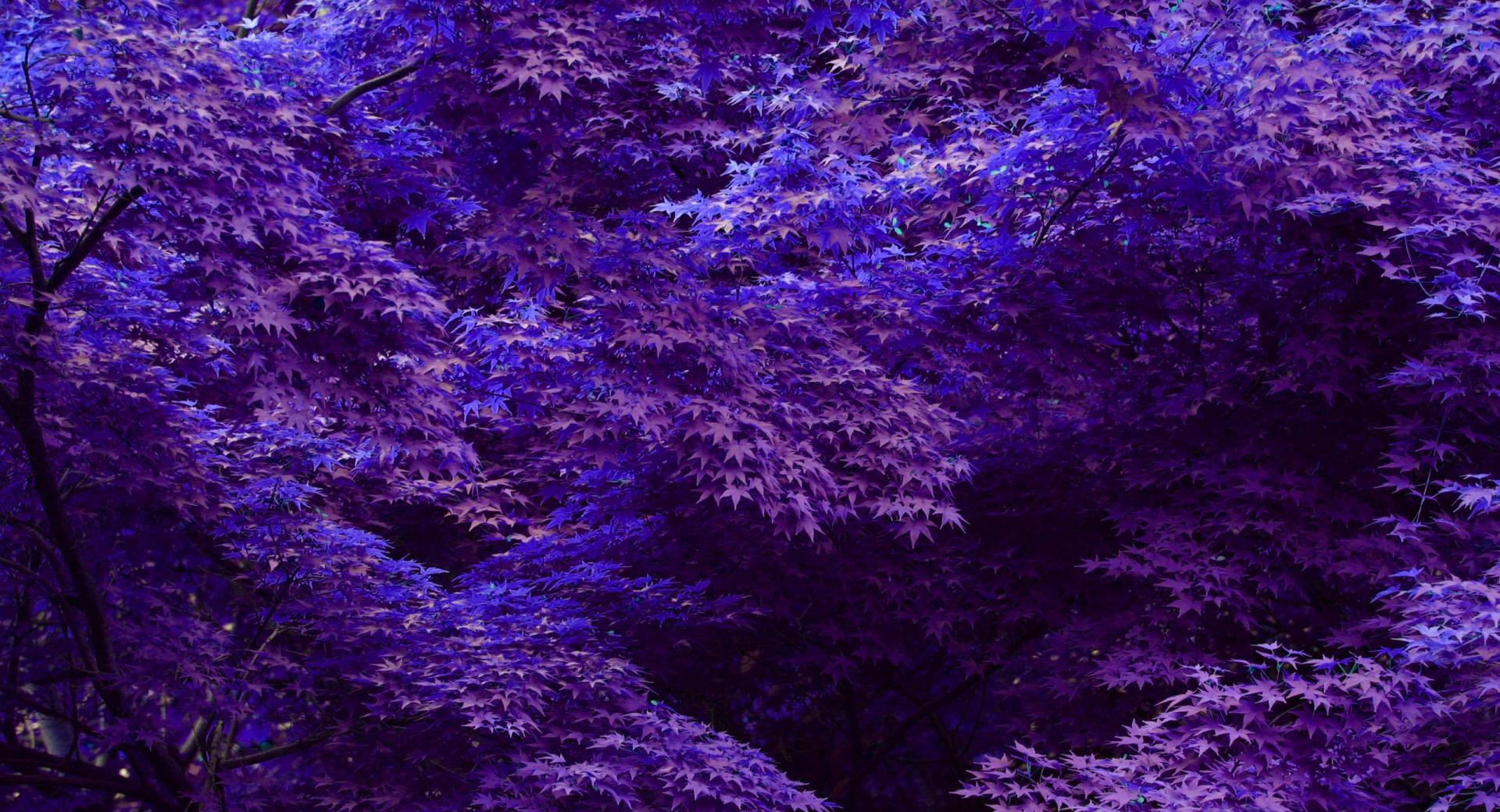 Purple Forest at 1024 x 1024 iPad size wallpapers HD quality