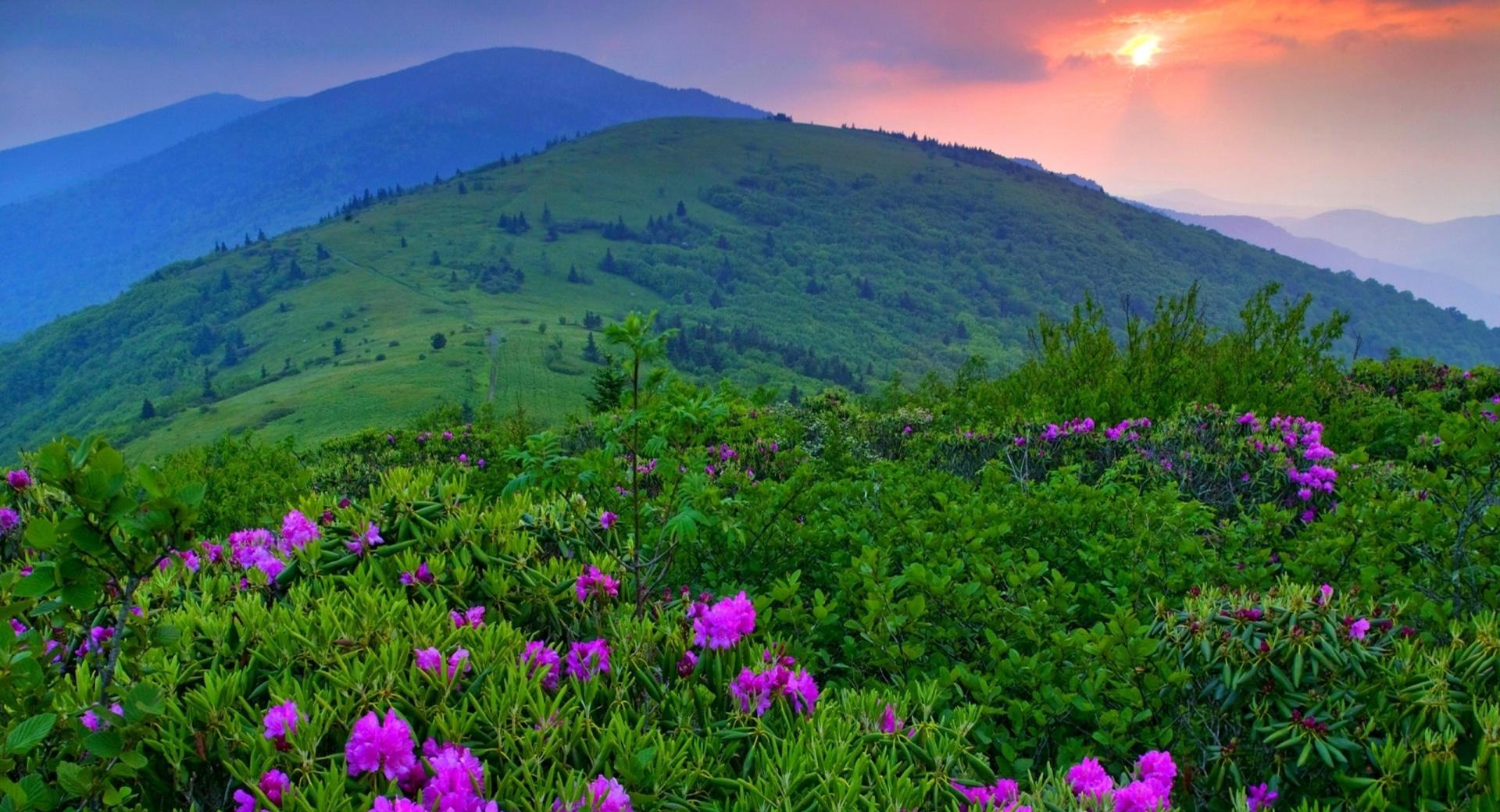 Purple Mountain Flowers at 1600 x 1200 size wallpapers HD quality
