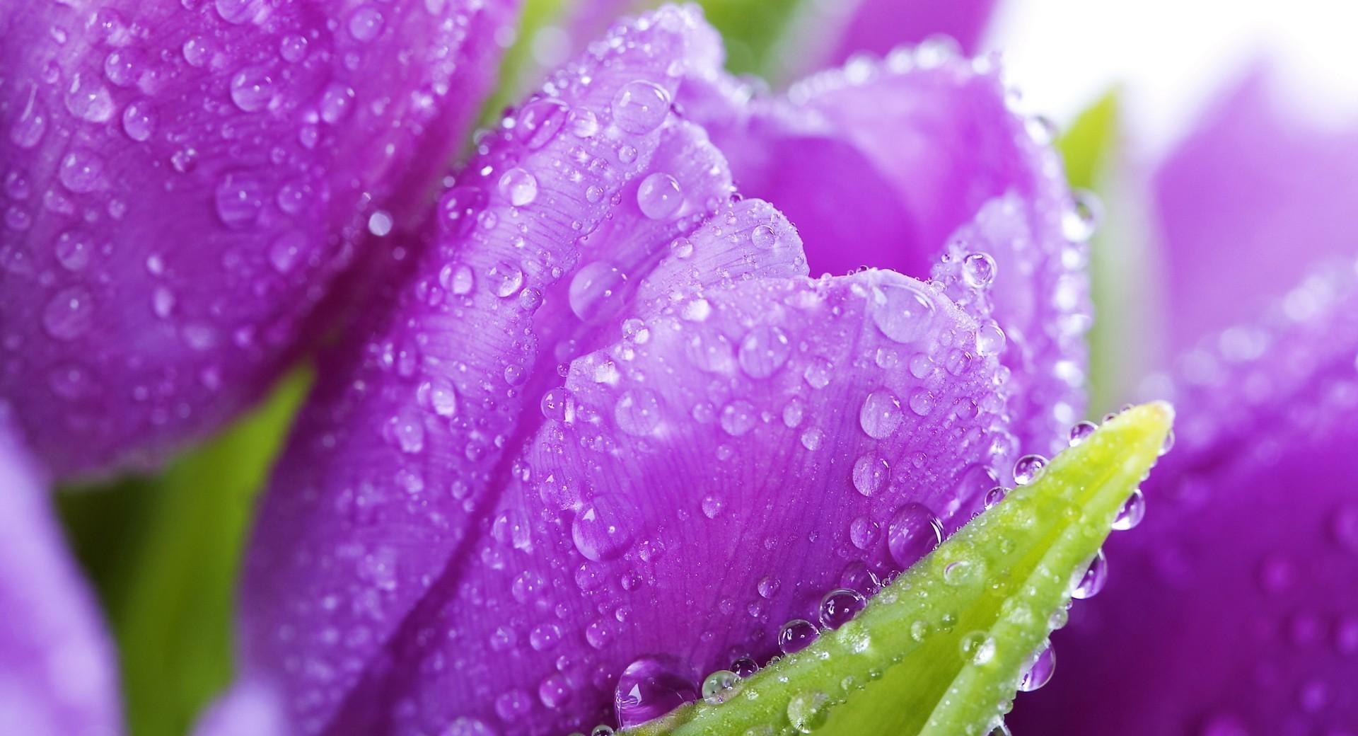 Purple Tulips wallpapers HD quality