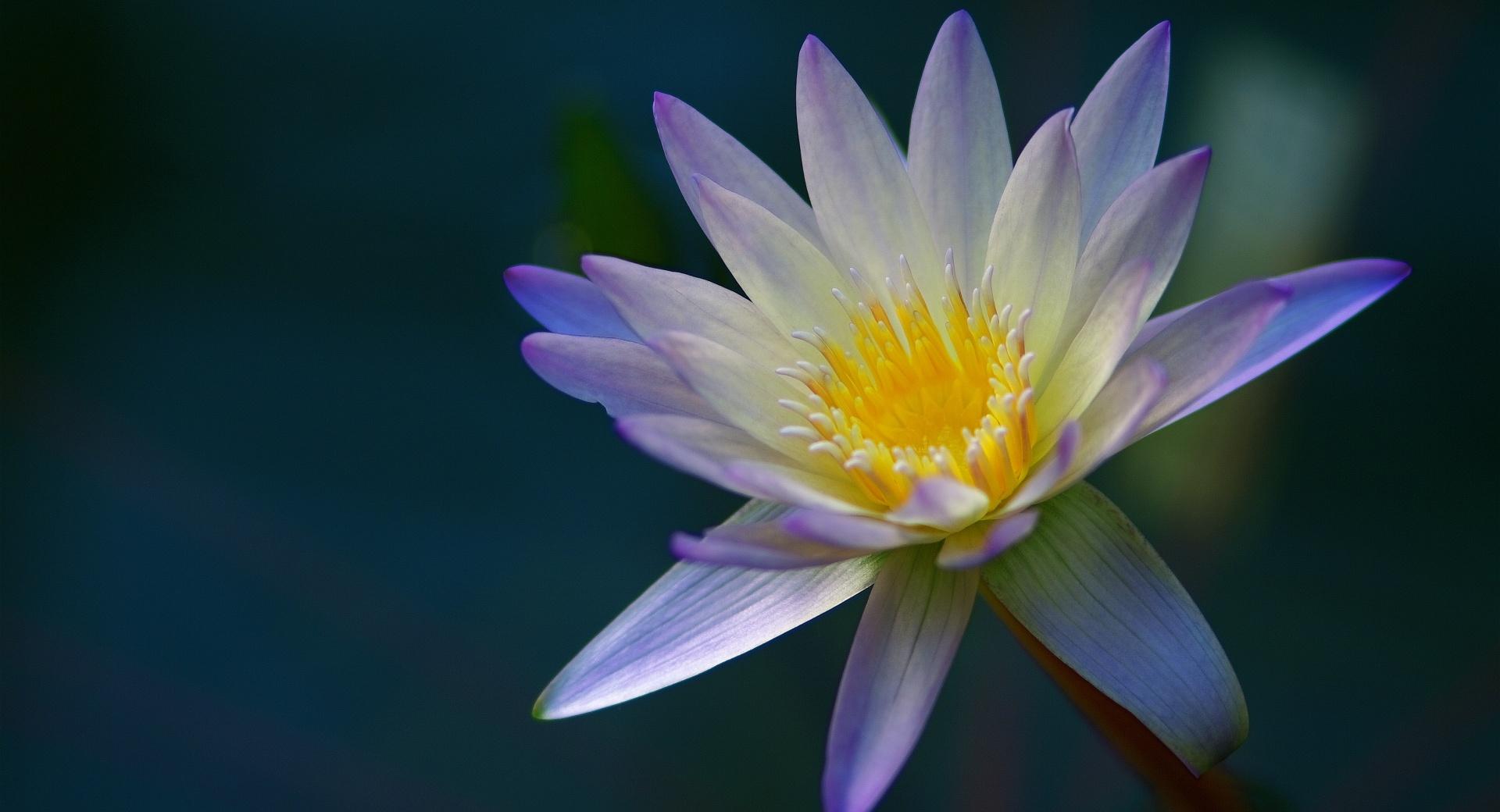 Purple Water Lily from Above at 1600 x 1200 size wallpapers HD quality