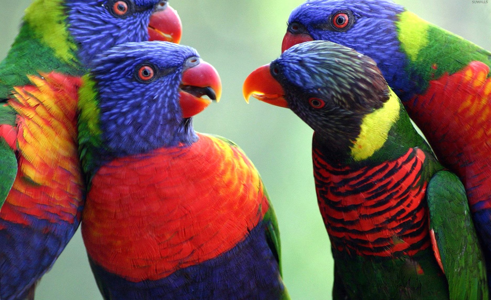 Rainbow lorikeets meeting at 640 x 960 iPhone 4 size wallpapers HD quality