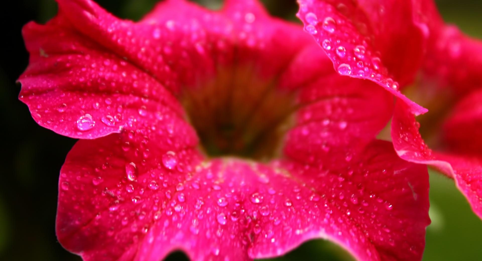 Raindrops on a Flower at 1600 x 1200 size wallpapers HD quality
