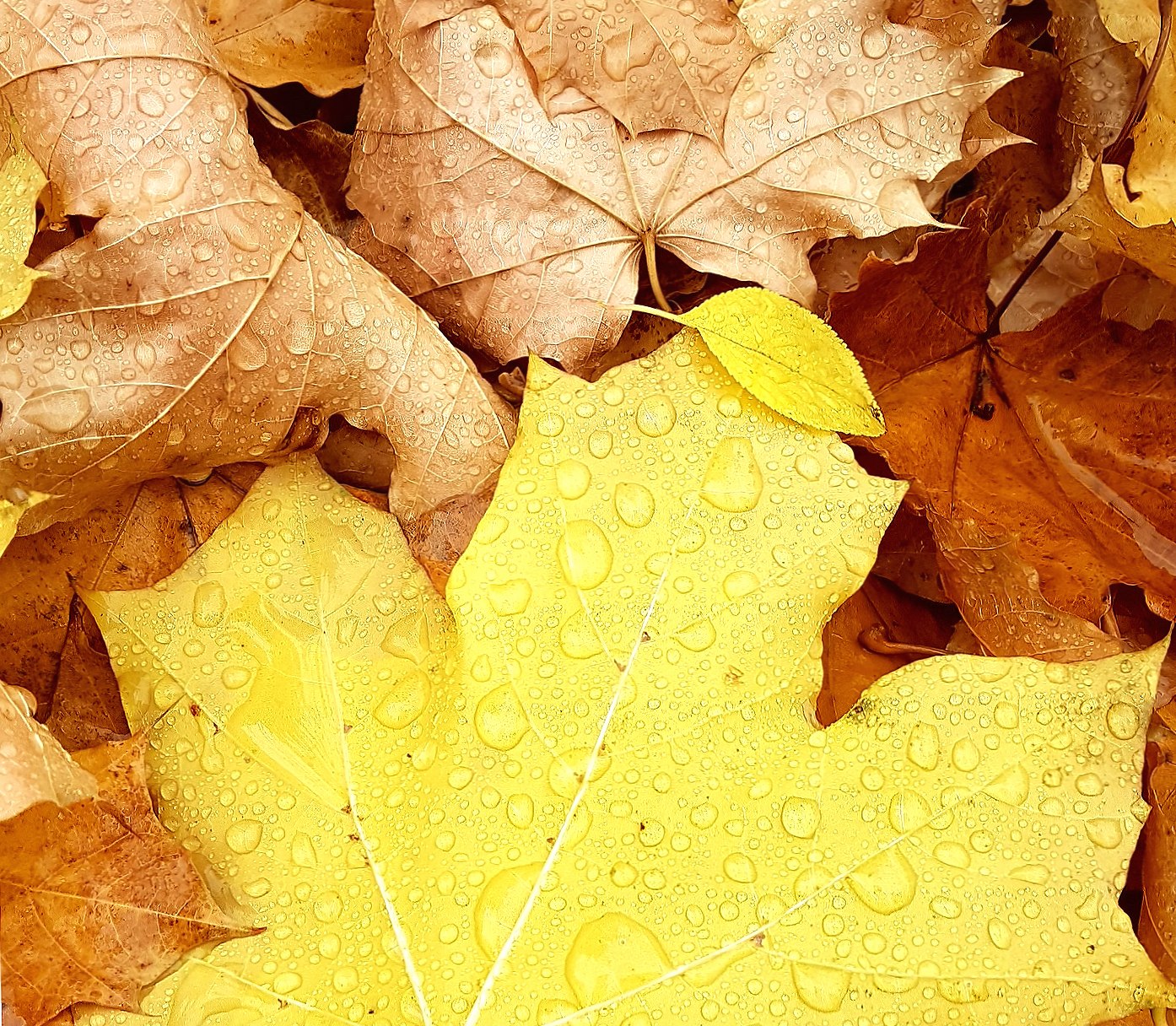 Rainy leaves wallpapers HD quality