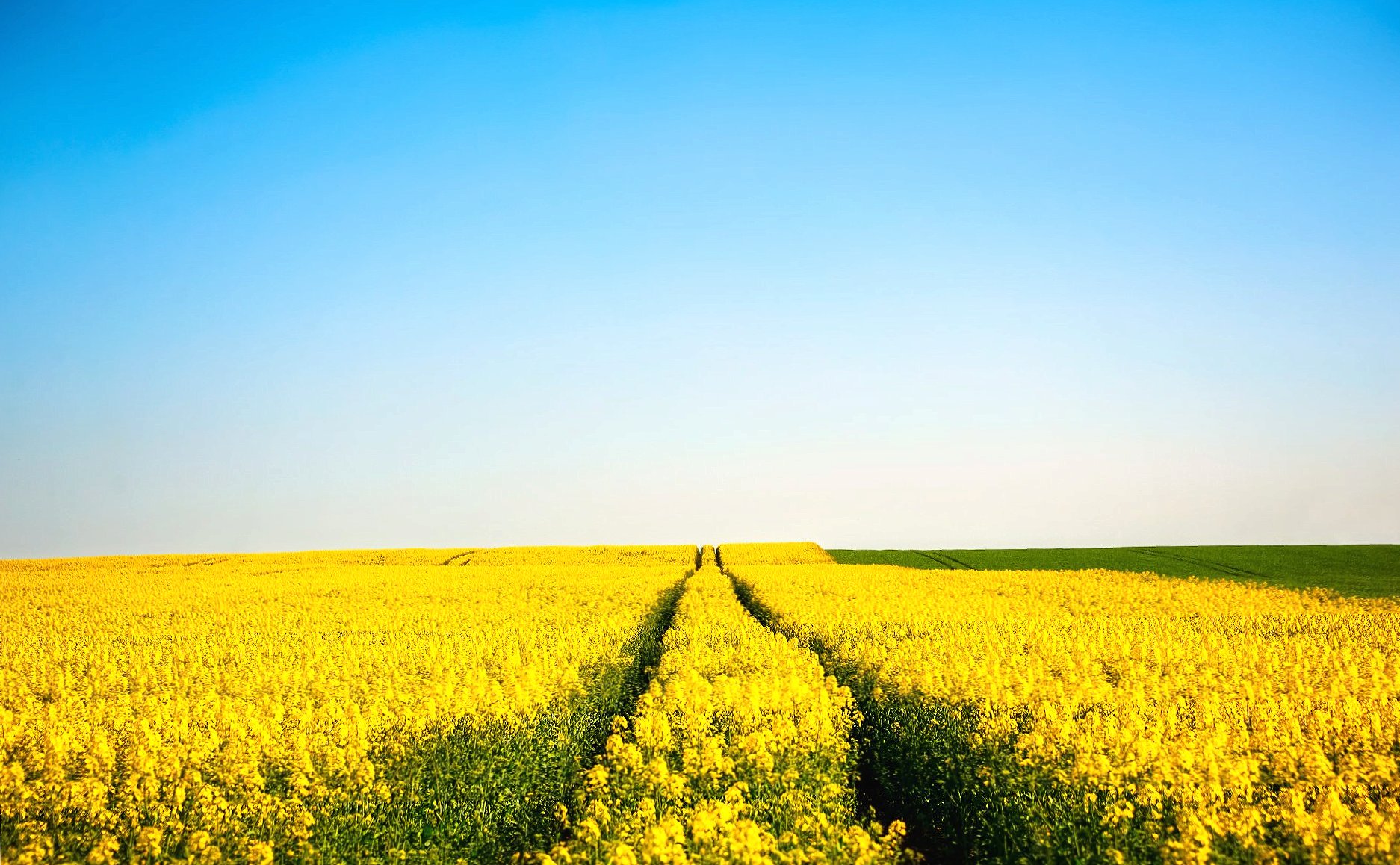 Rapeseed at 2048 x 2048 iPad size wallpapers HD quality