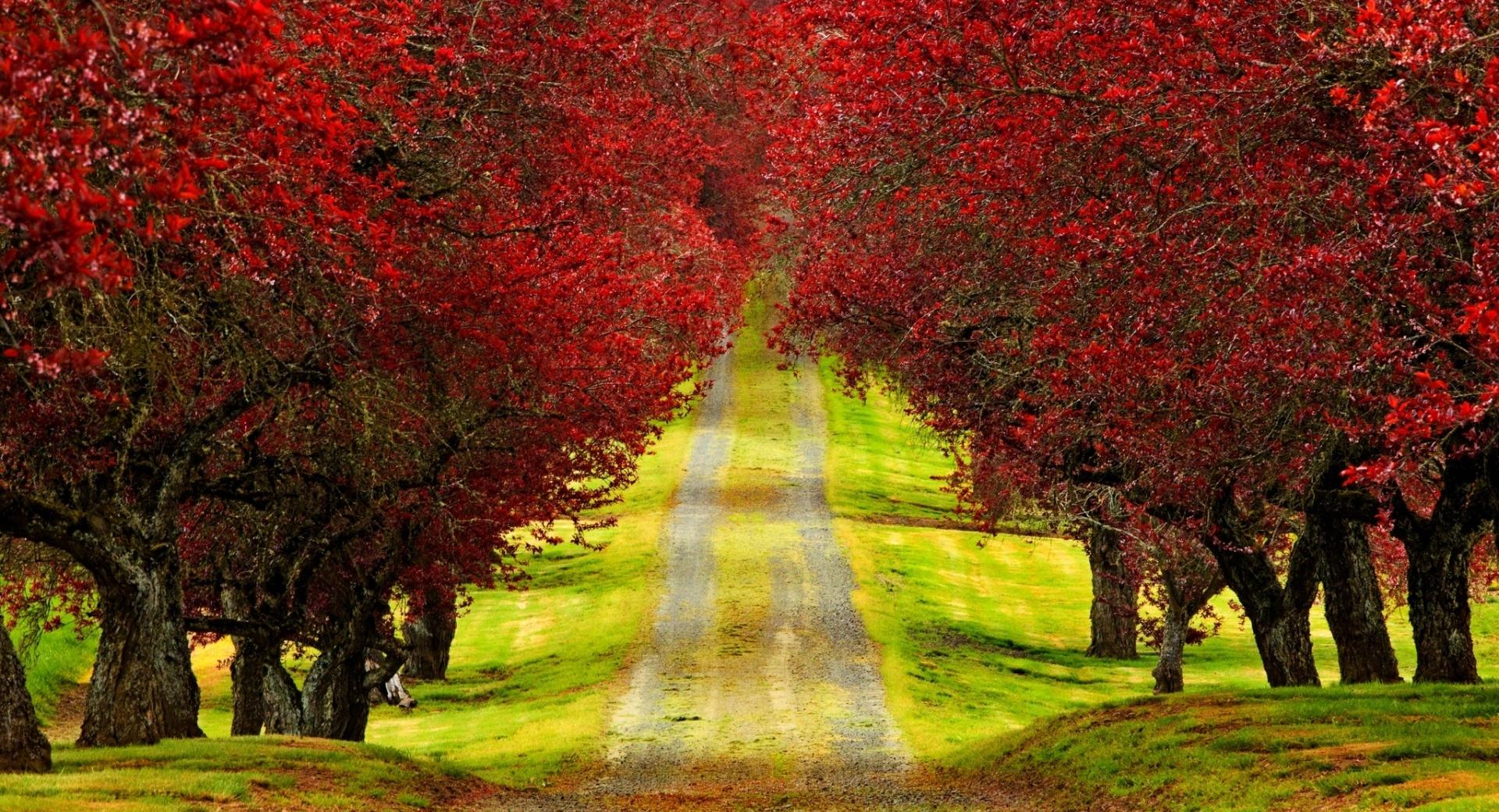 Red Foliage Trees Road at 1280 x 960 size wallpapers HD quality
