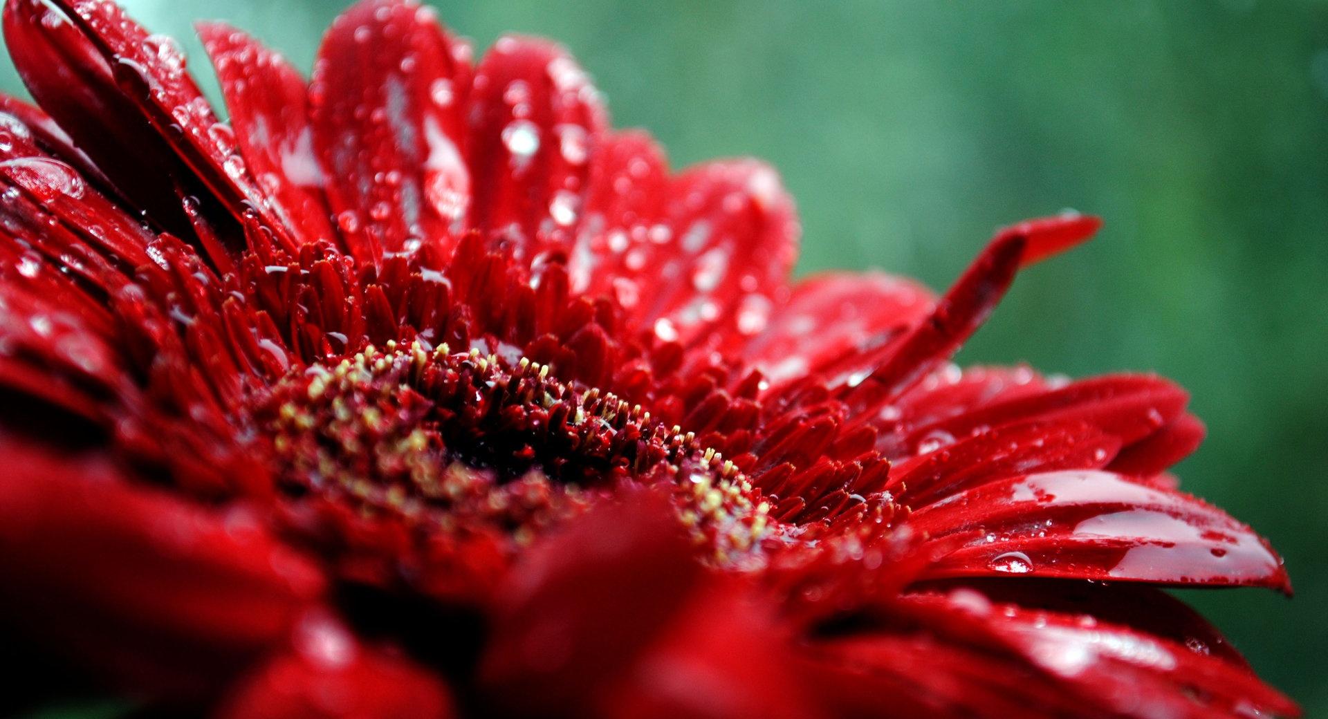 Red Gerbera Daisy Drops at 640 x 1136 iPhone 5 size wallpapers HD quality