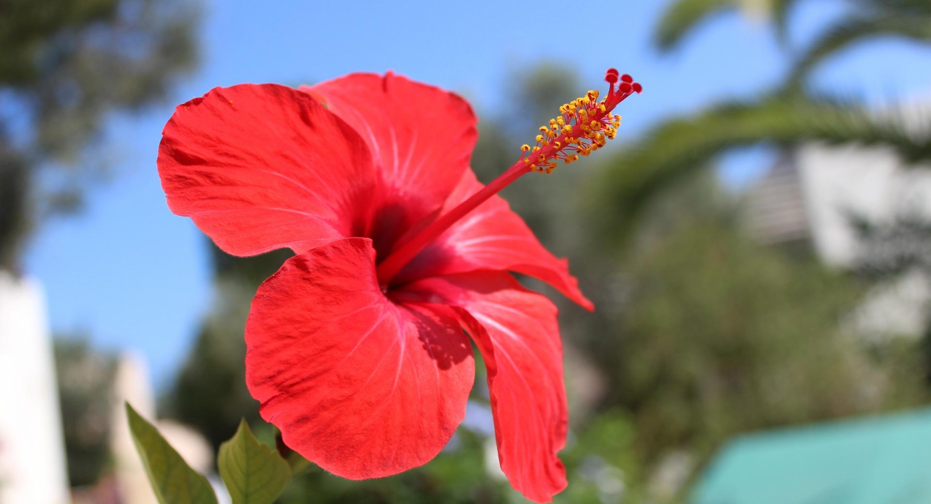 Red Hibiscus Flower at 2048 x 2048 iPad size wallpapers HD quality