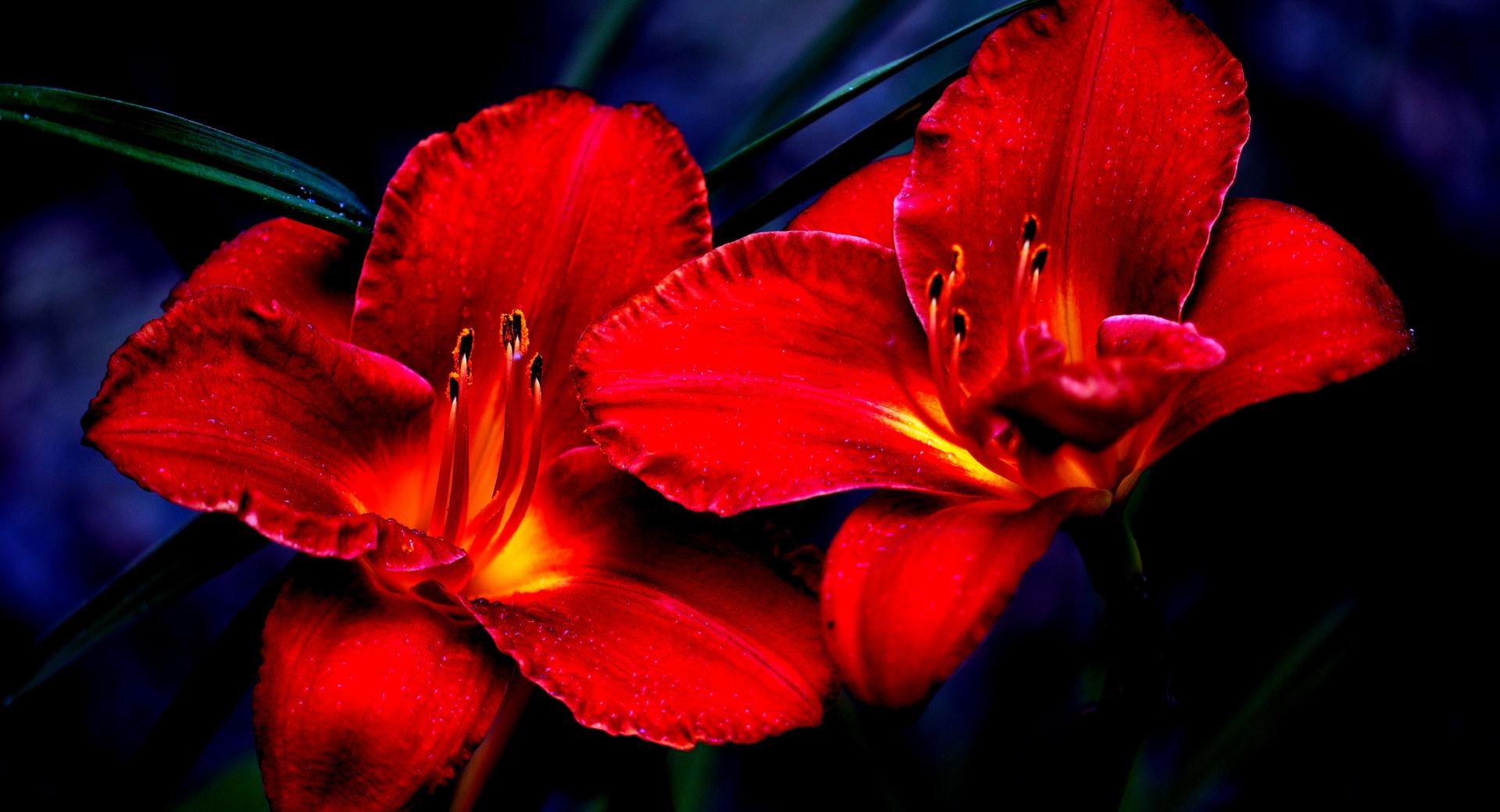 Red Lilies at 640 x 1136 iPhone 5 size wallpapers HD quality