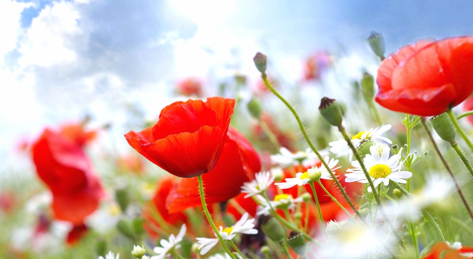 Red poppies at 640 x 1136 iPhone 5 size wallpapers HD quality