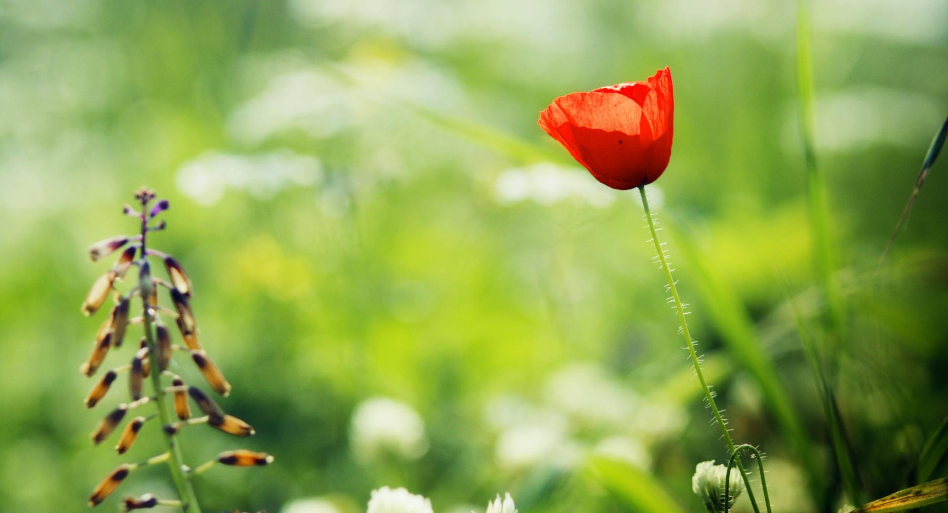 Red Poppy Close Up wallpapers HD quality