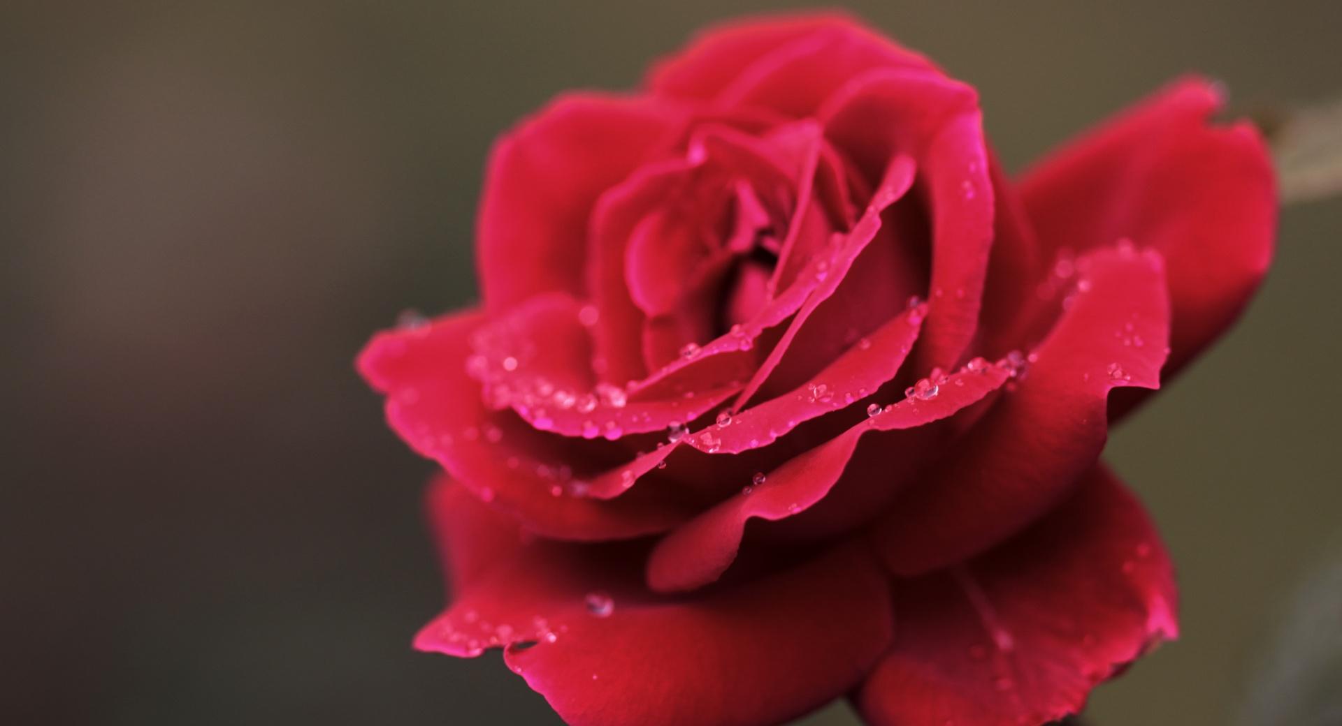 Red Rose Flower Macro at 320 x 480 iPhone size wallpapers HD quality