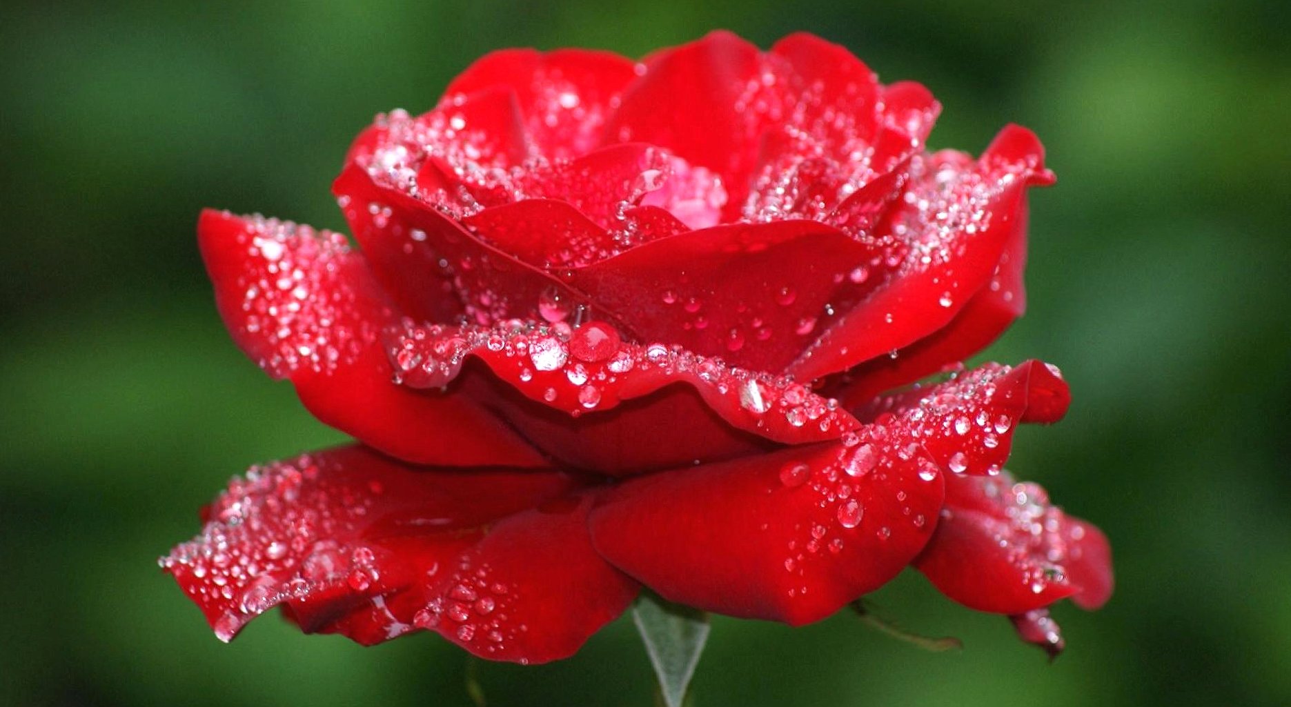 Red rose with dew at 1024 x 1024 iPad size wallpapers HD quality