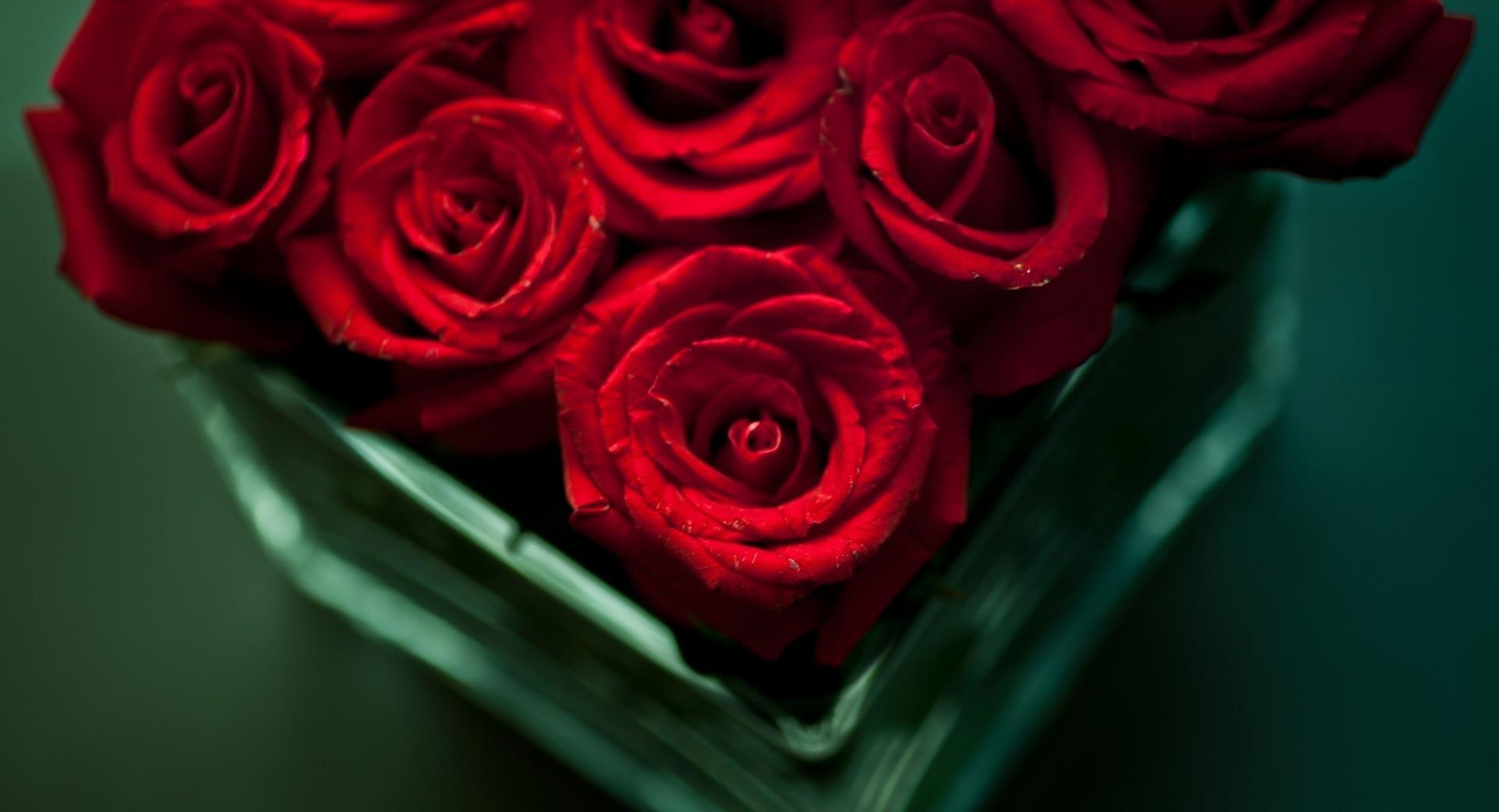 Red Roses in a Vase wallpapers HD quality
