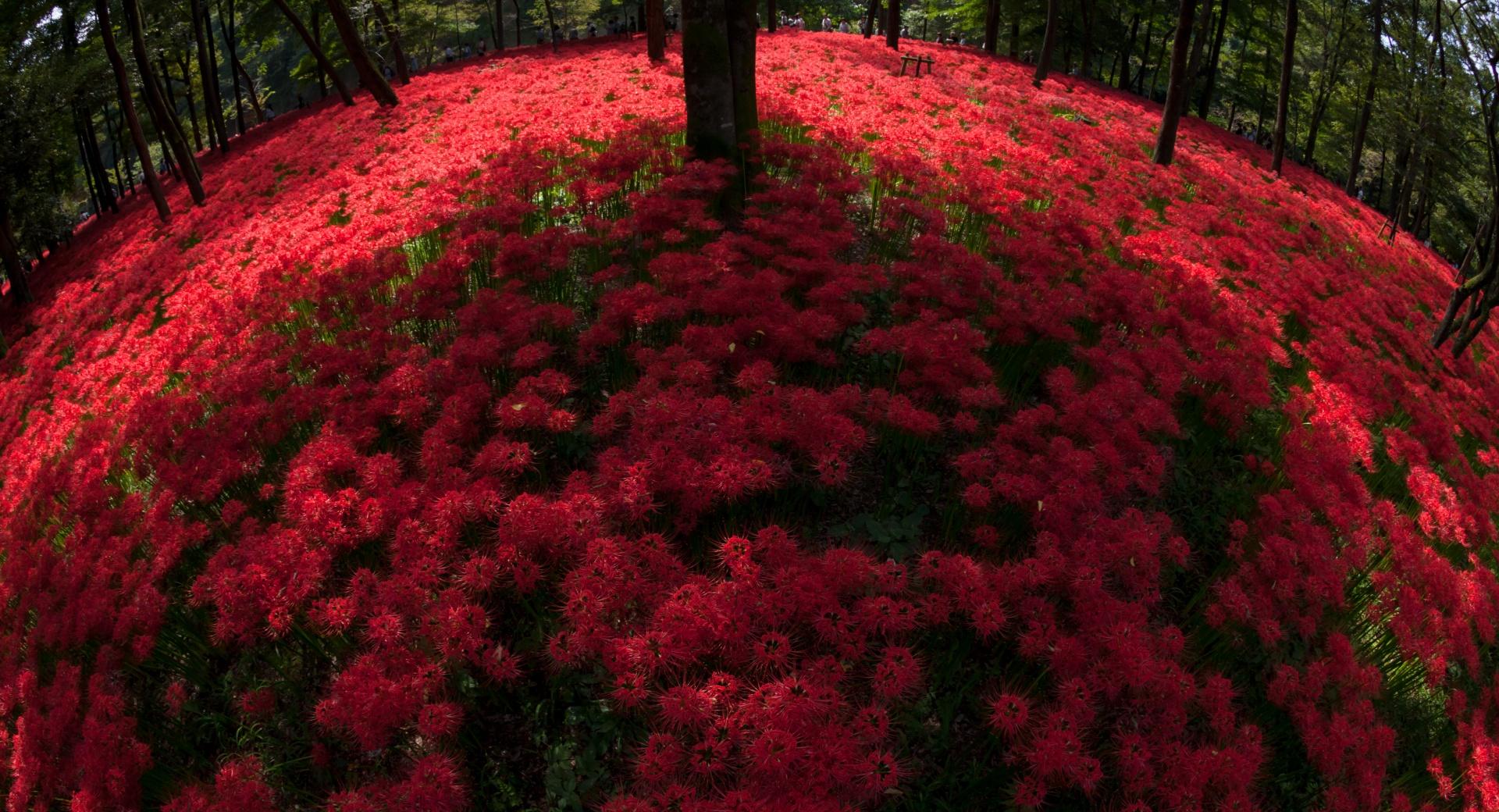 Red Spider Lilies Blooming By Trees at 750 x 1334 iPhone 6 size wallpapers HD quality