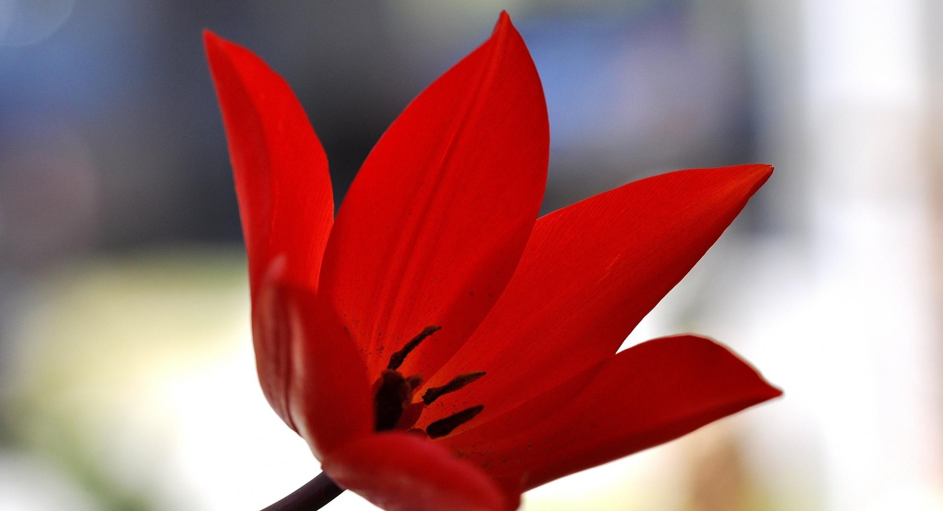 Red Tulip Bokeh at 1152 x 864 size wallpapers HD quality