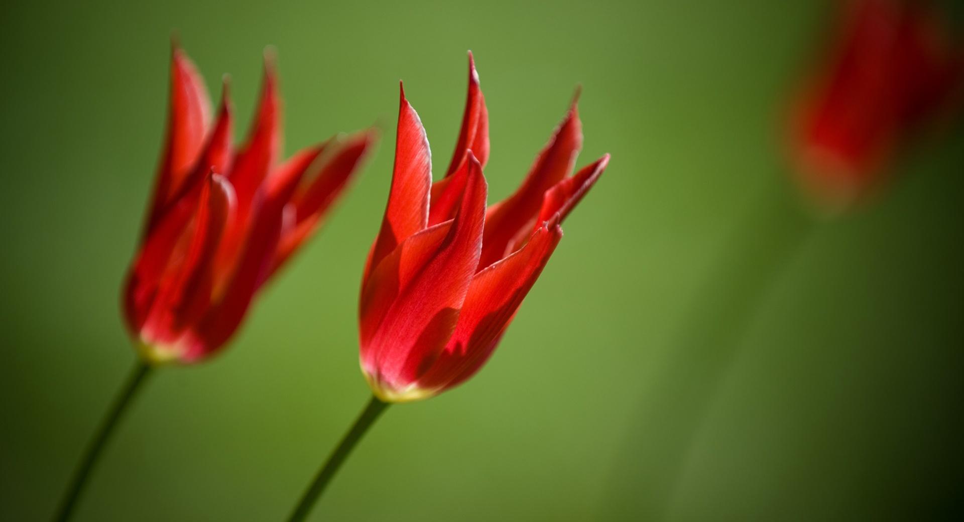 Red Tulips Against A Green Background wallpapers HD quality