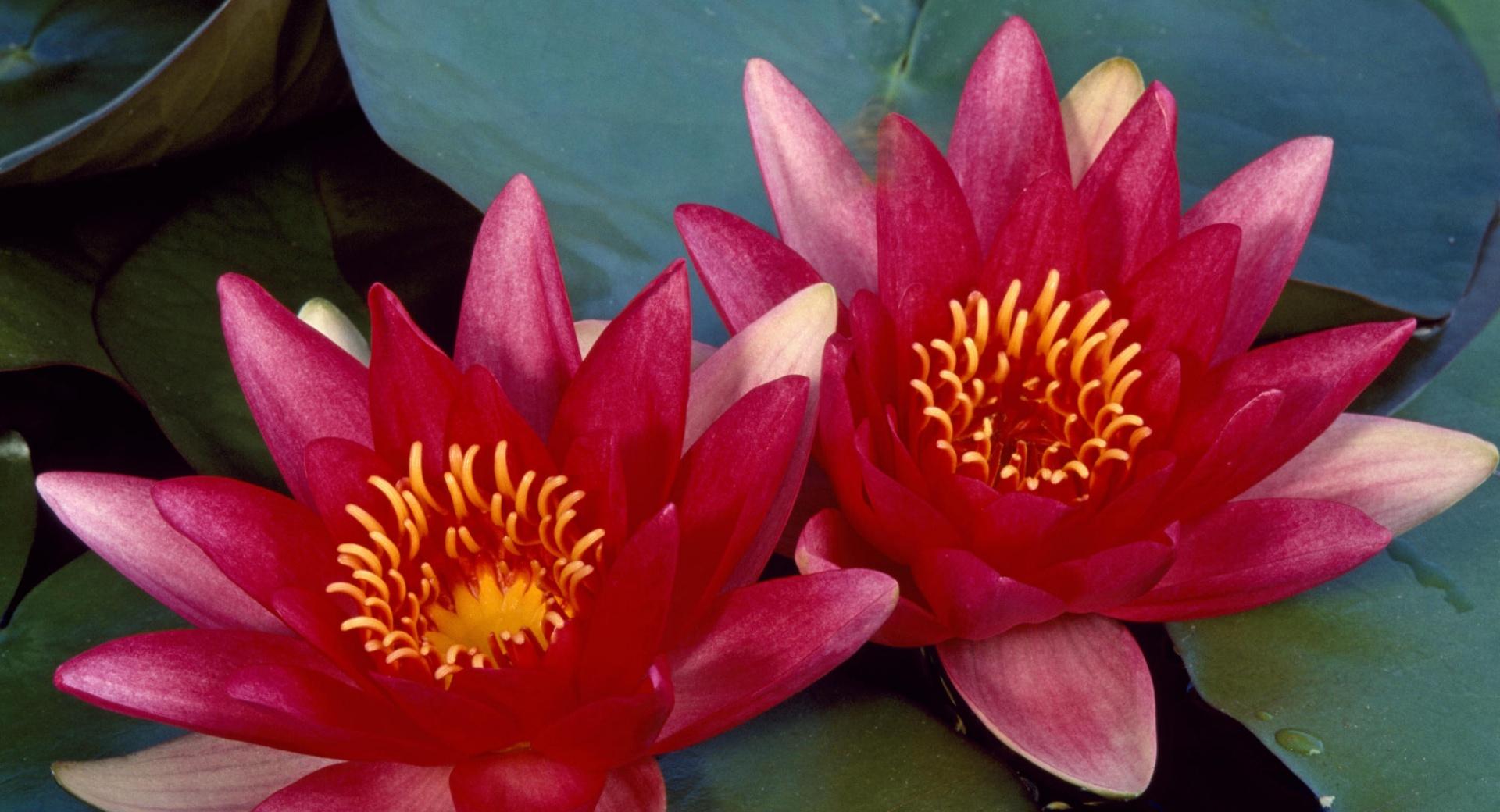 Red Water Lilies at 1024 x 1024 iPad size wallpapers HD quality