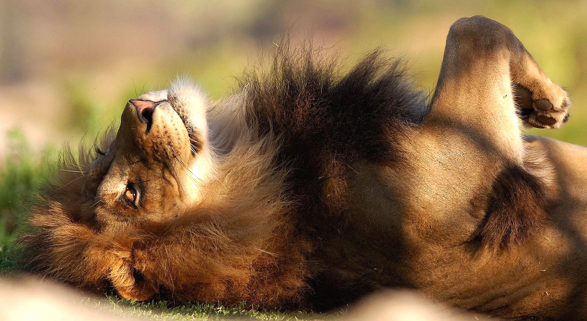Relaxed lion at 640 x 960 iPhone 4 size wallpapers HD quality