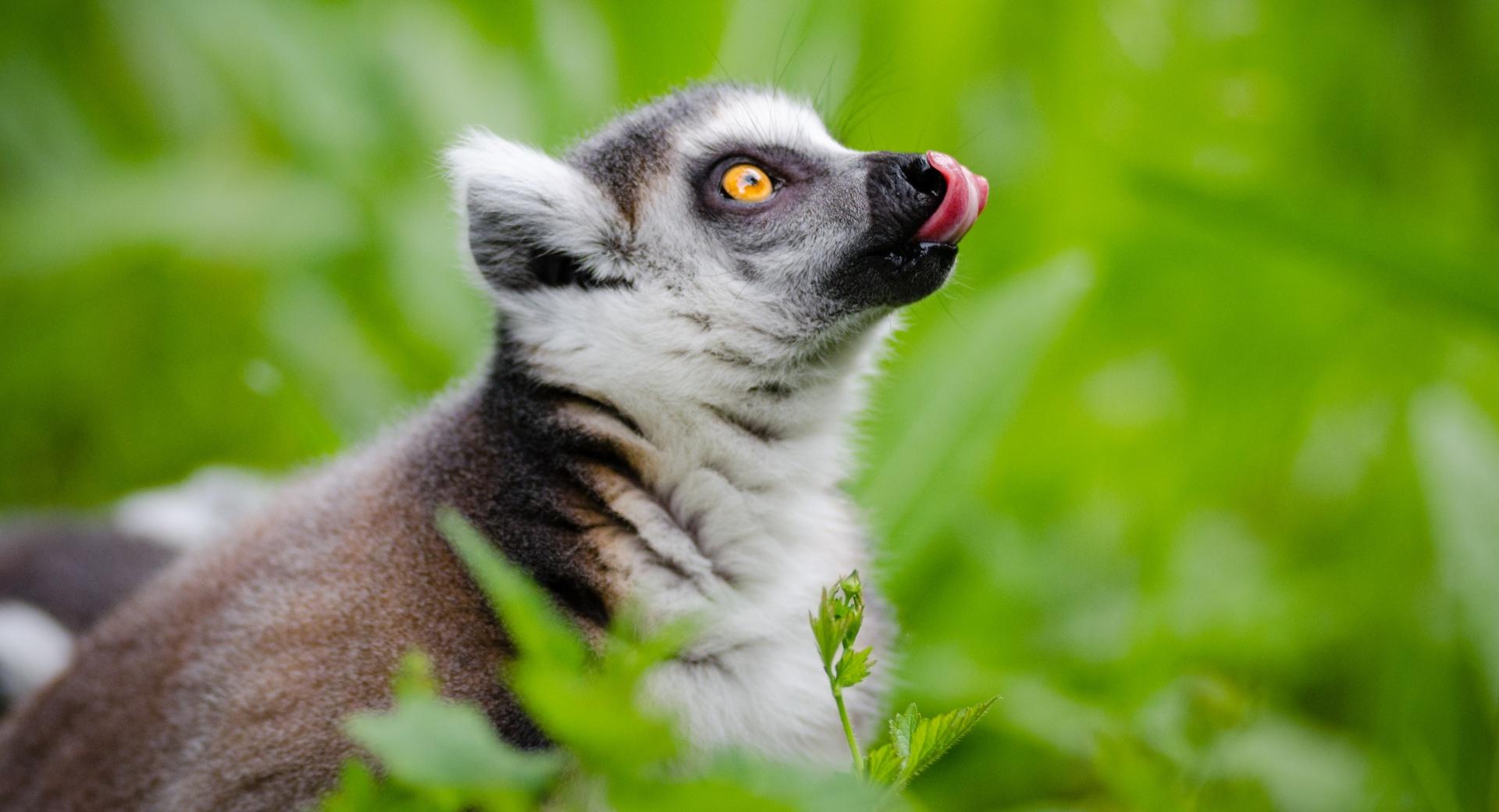 Ring Tailed Lemurs Tongue Out at 2048 x 2048 iPad size wallpapers HD quality