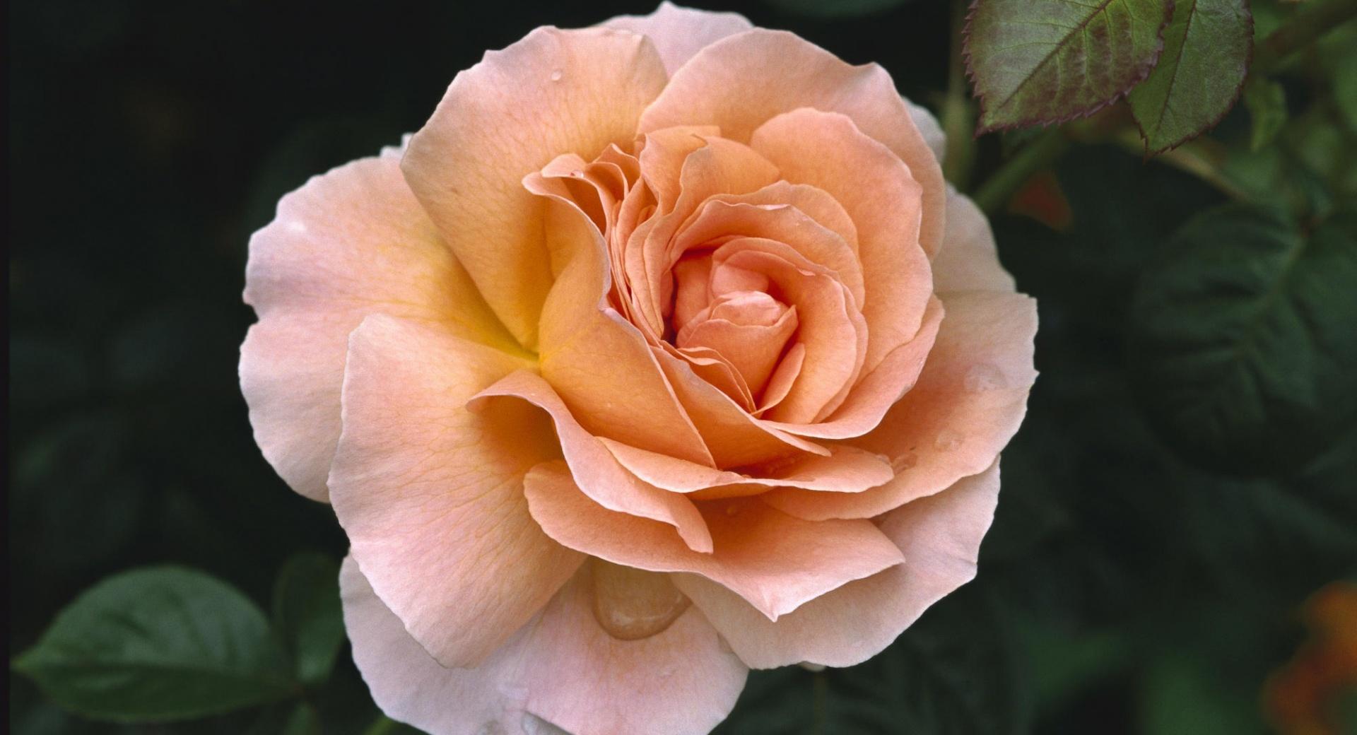 Rose Hybrid Tea Rose at 750 x 1334 iPhone 6 size wallpapers HD quality
