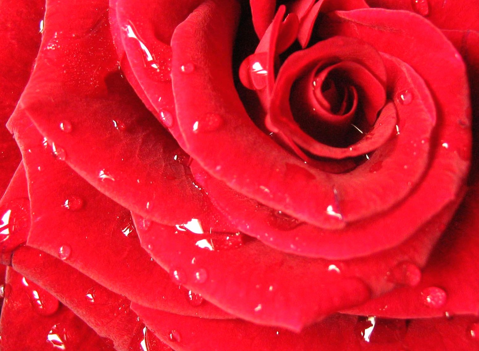 Rose red macro wallpapers HD quality