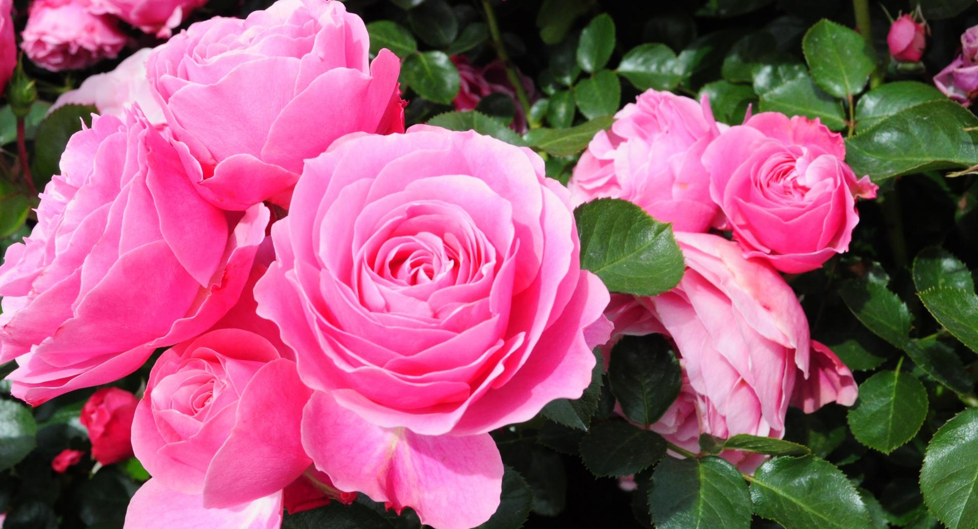 Roses are PINK wallpapers HD quality