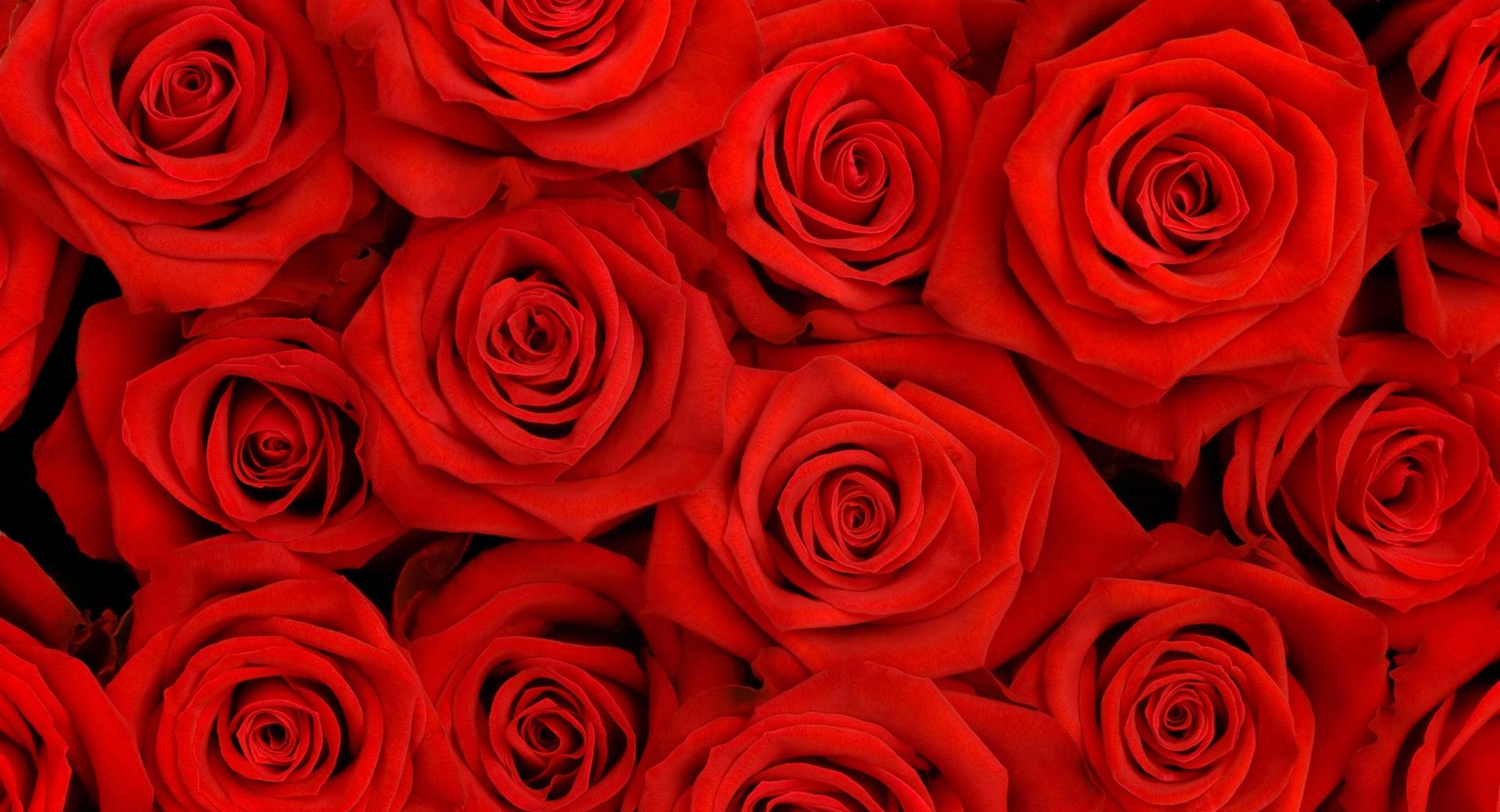Roses Batch at 1334 x 750 iPhone 7 size wallpapers HD quality