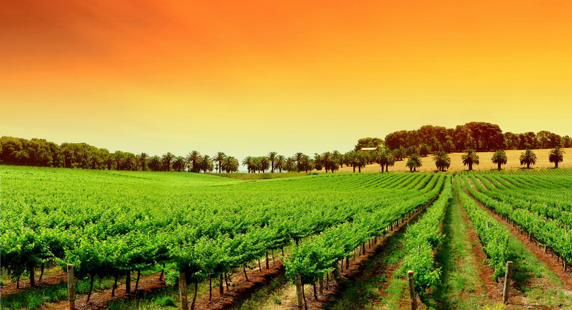 Rows Of Young Grape Vines at 1152 x 864 size wallpapers HD quality