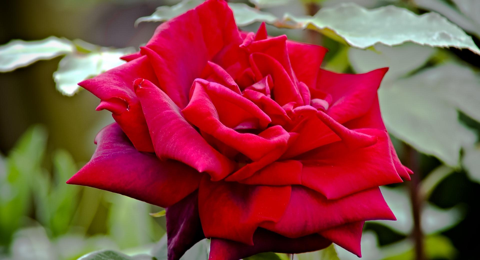 Royal William Rose at 1600 x 1200 size wallpapers HD quality