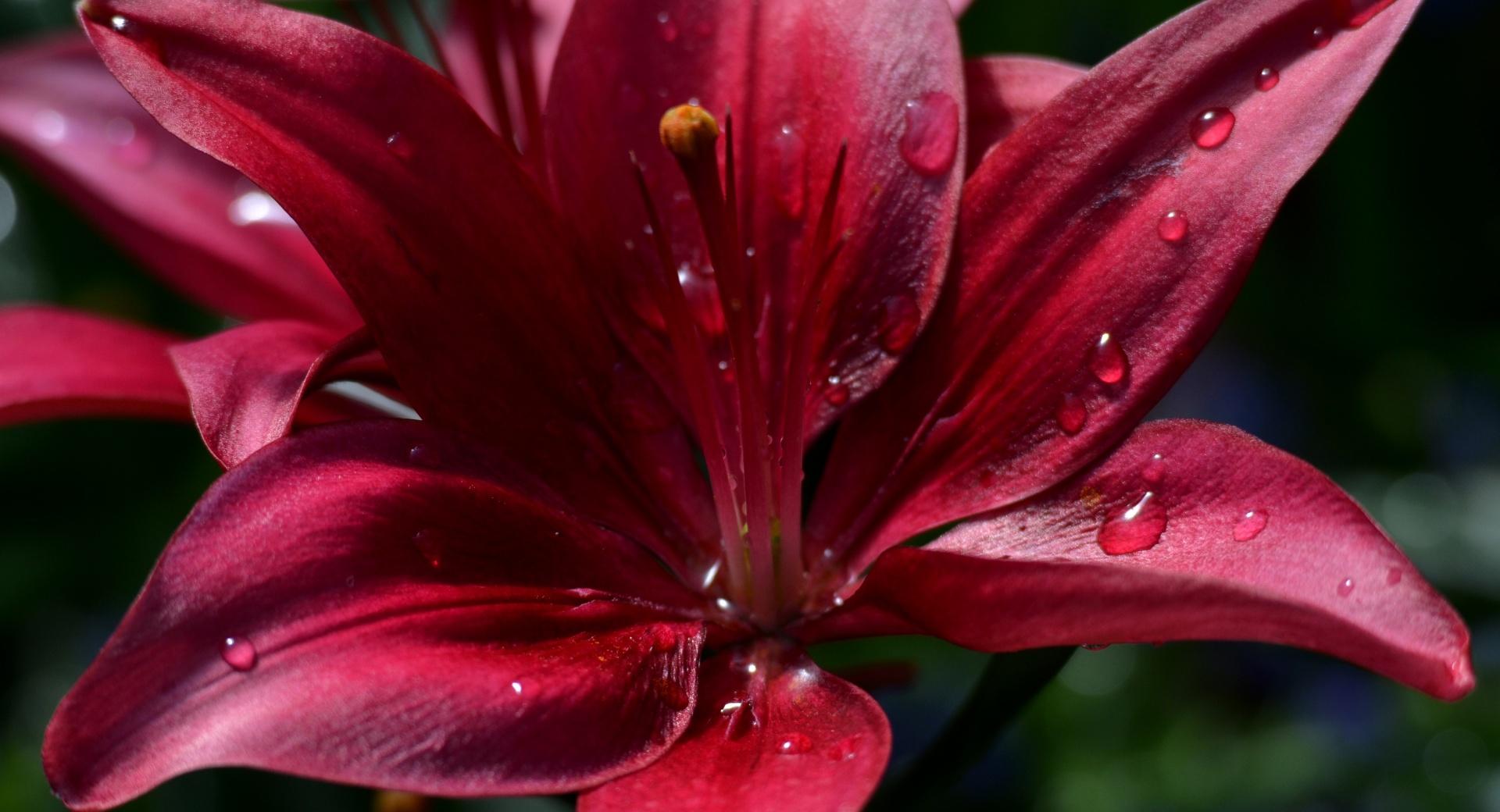 Ruby Red Lily at 1600 x 1200 size wallpapers HD quality