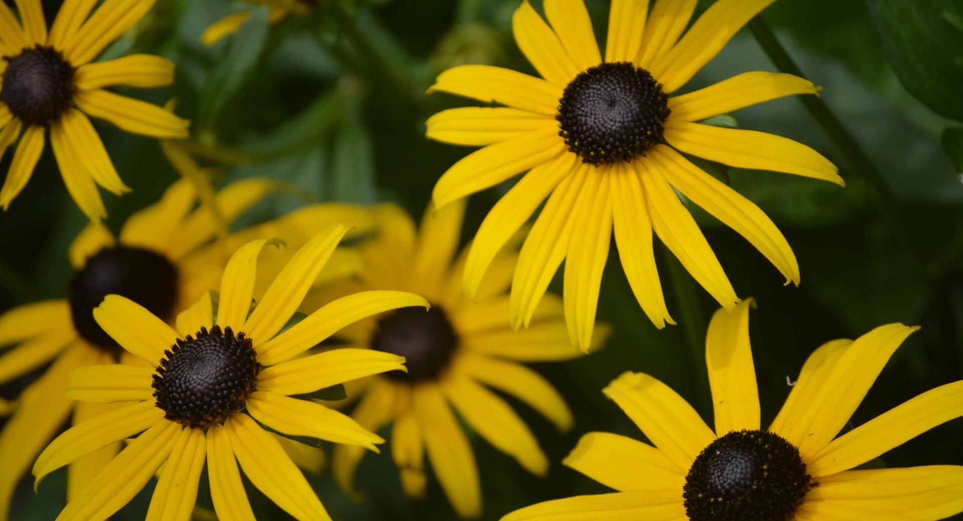 Rudbeckia Hirta at 750 x 1334 iPhone 6 size wallpapers HD quality
