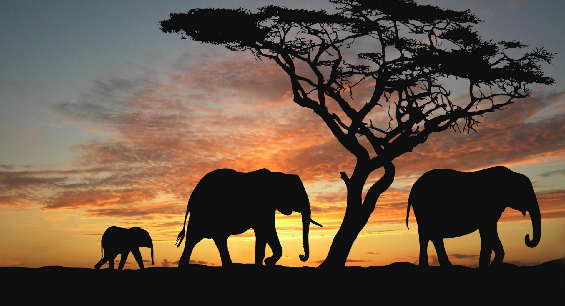 Savannah Elephants at 2048 x 2048 iPad size wallpapers HD quality