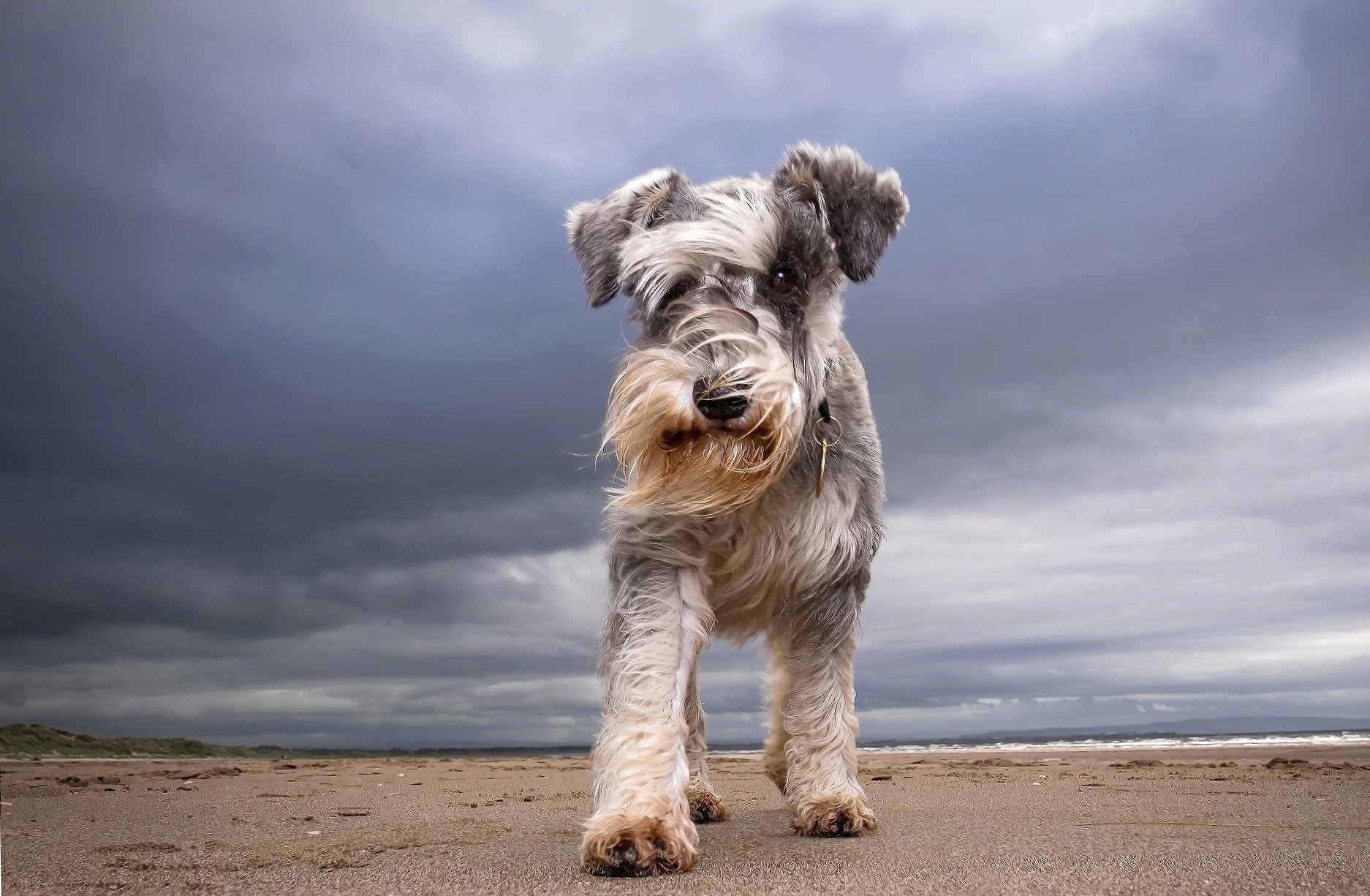 Schnauzer at 640 x 1136 iPhone 5 size wallpapers HD quality